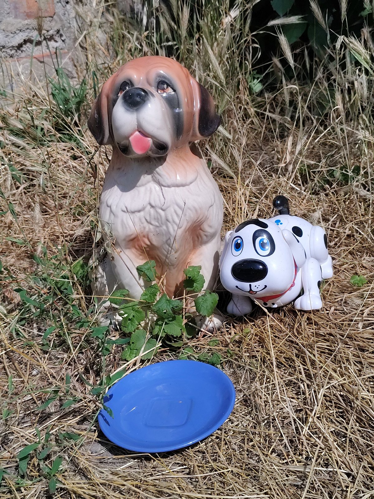 Backyard animals and quiet domestic scenes in Vinnytsia