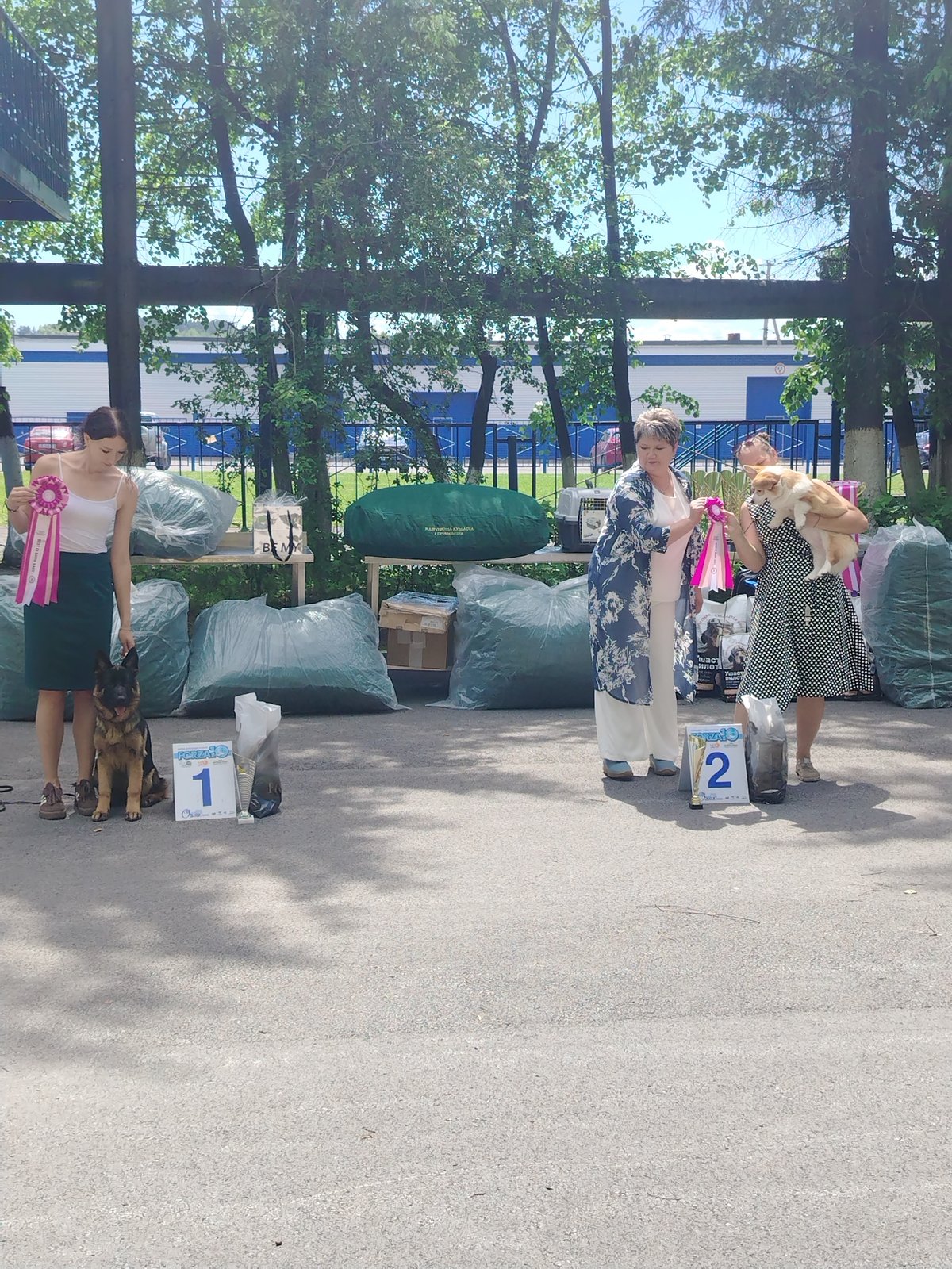 Dog show competition in Prokopyevsk with multiple breeds