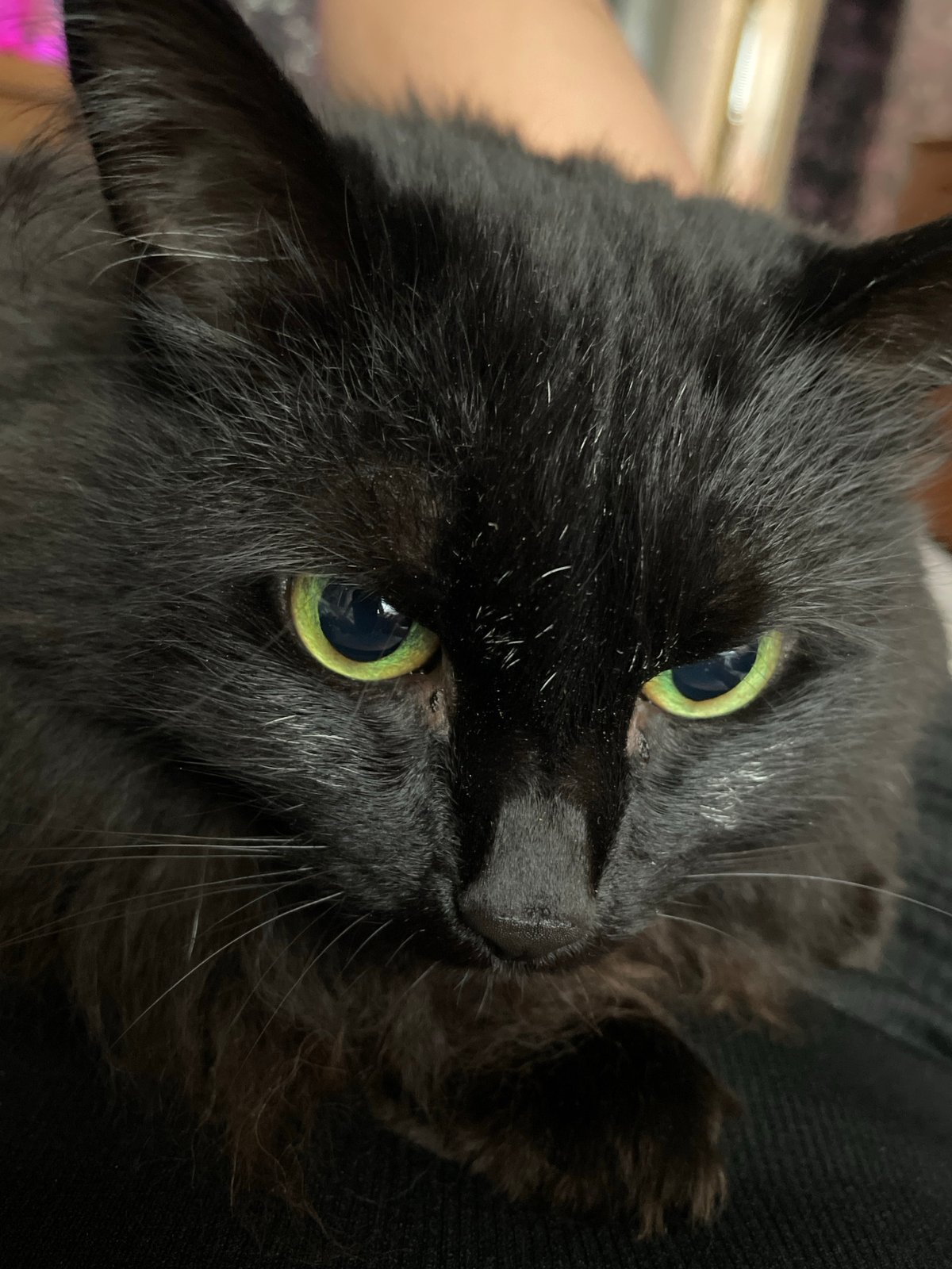 Black cat and a glowing aquarium, indoors in Surgut