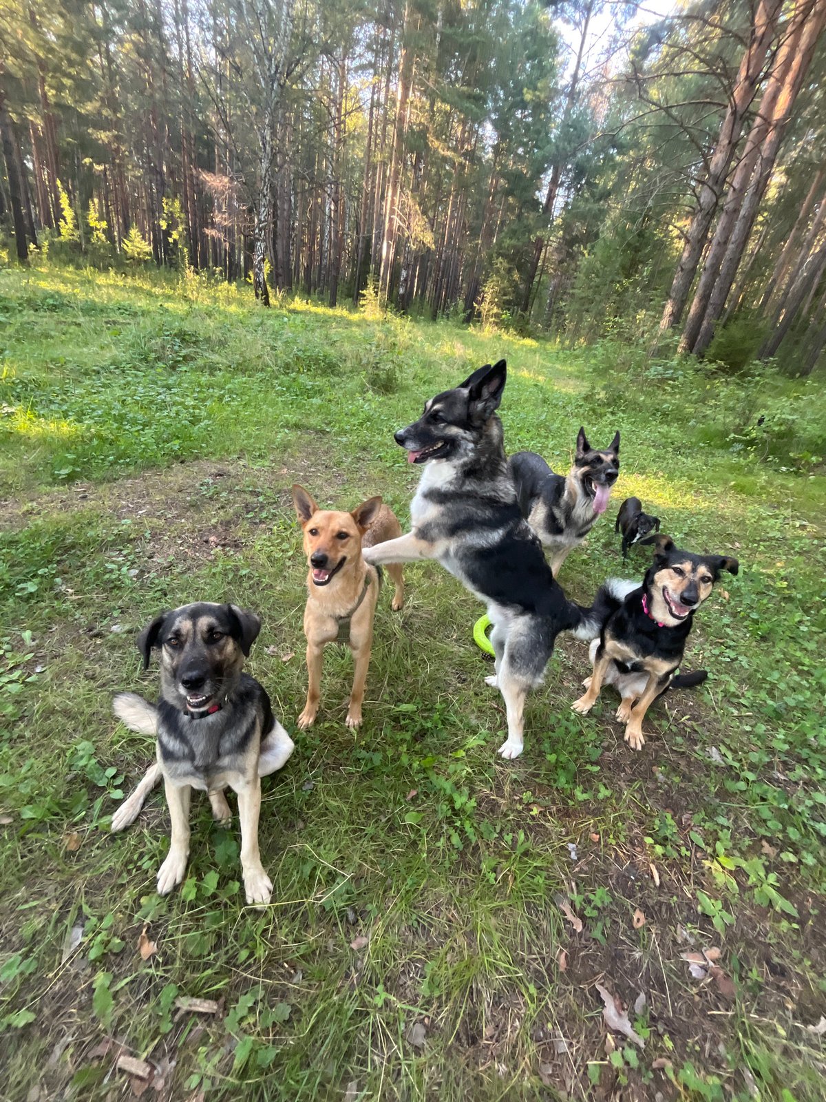 Dogs running and playing in a Nizhny Tagil forest clearing