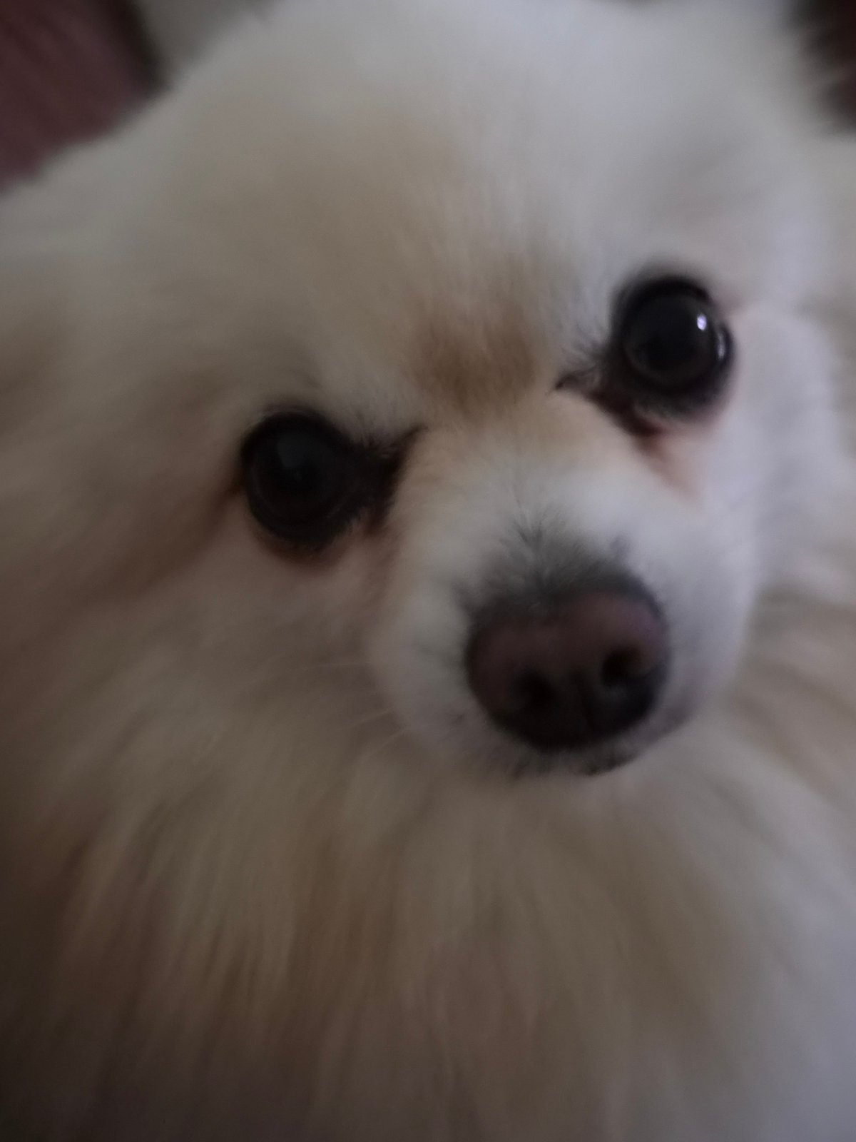 Two Pomeranians relax on couch with owner in Barcelos