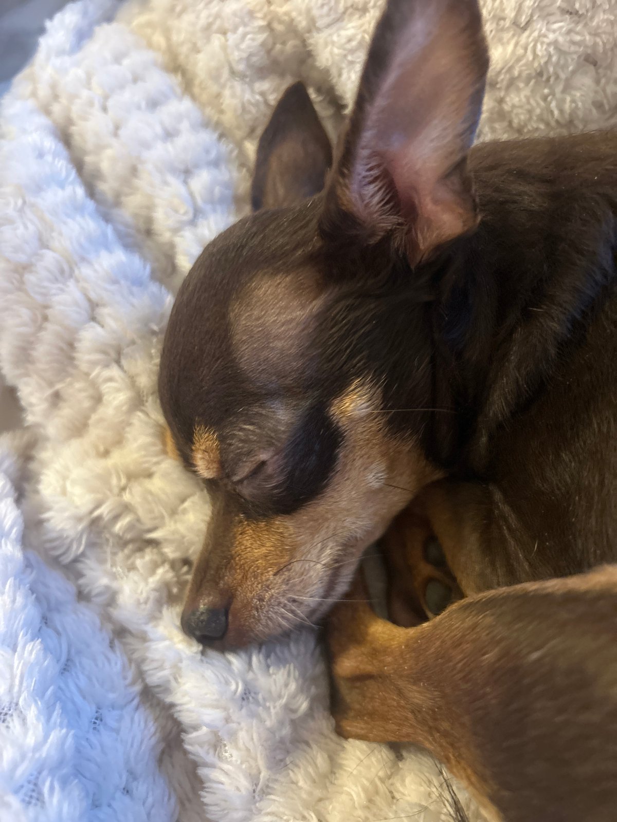 Dog naps among plush toys in London home
