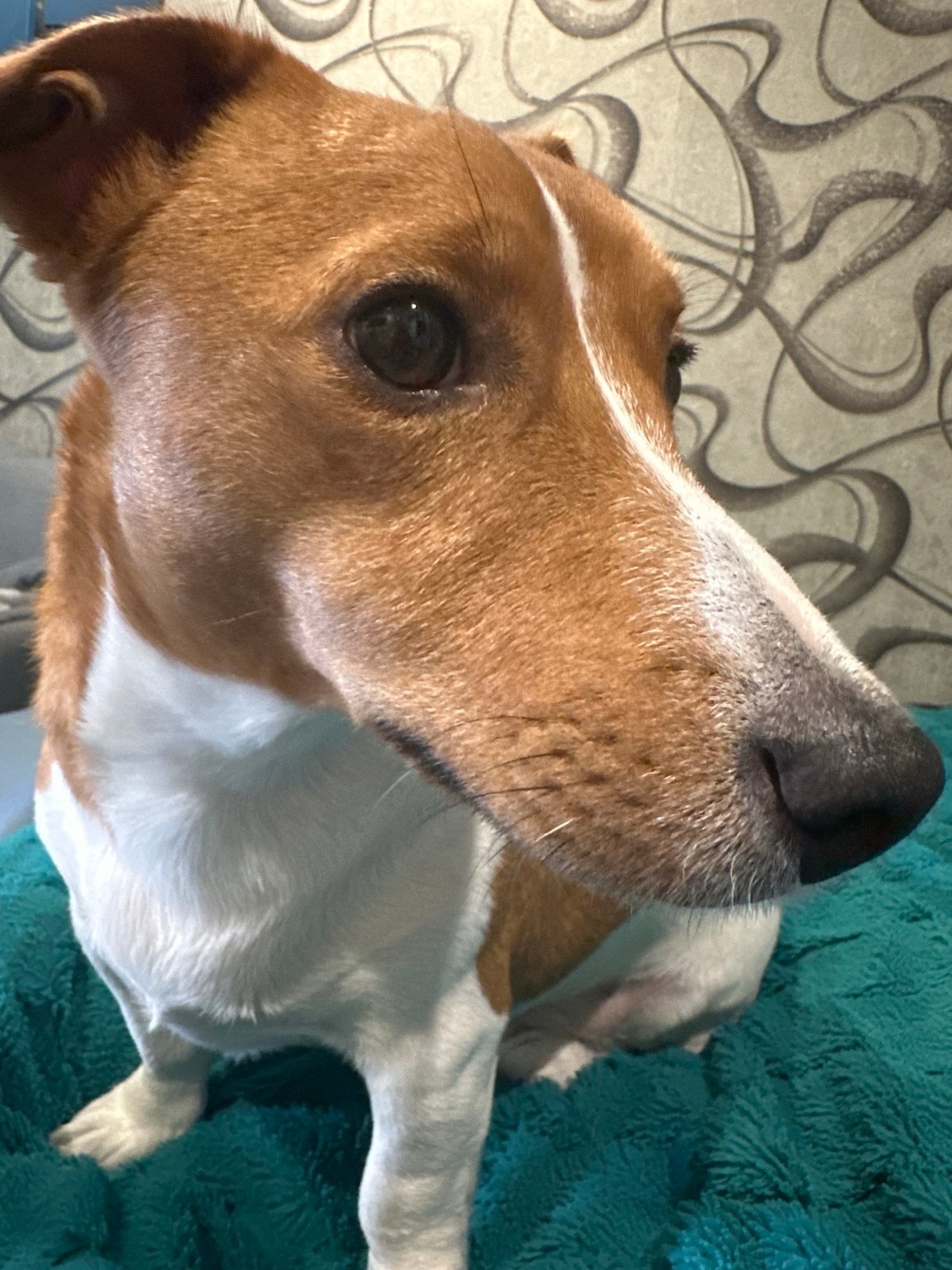 Jack Russell Terrier relaxing on a teal blanket in Uray