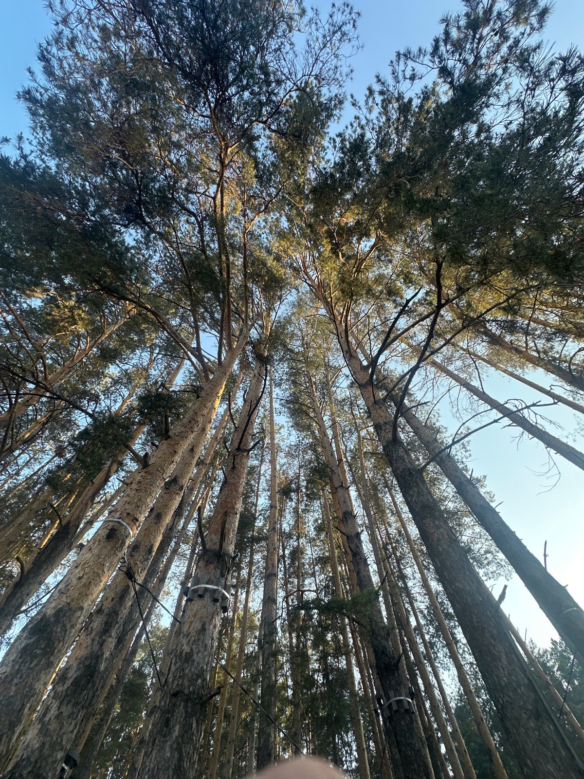 Trees documented along road and forest in Neftekamsk