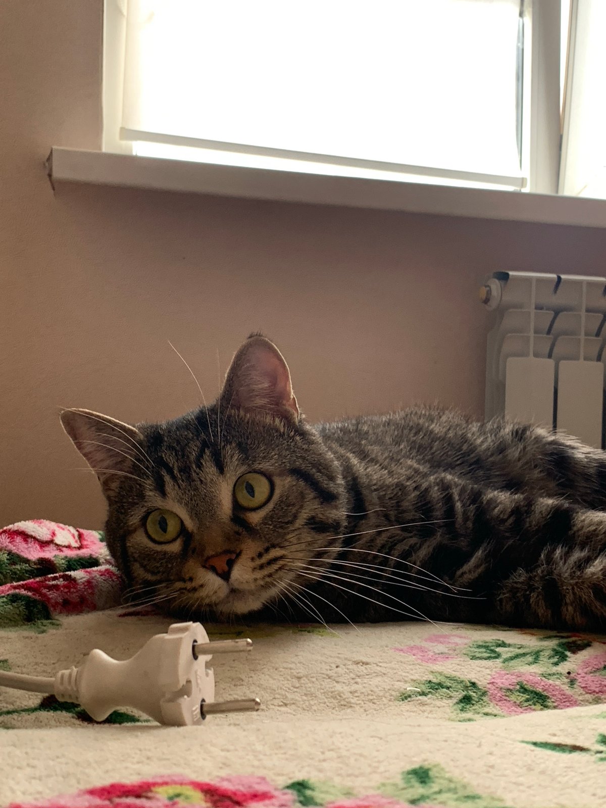 Tabby cat photographed grooming and resting on bed in Stavropol