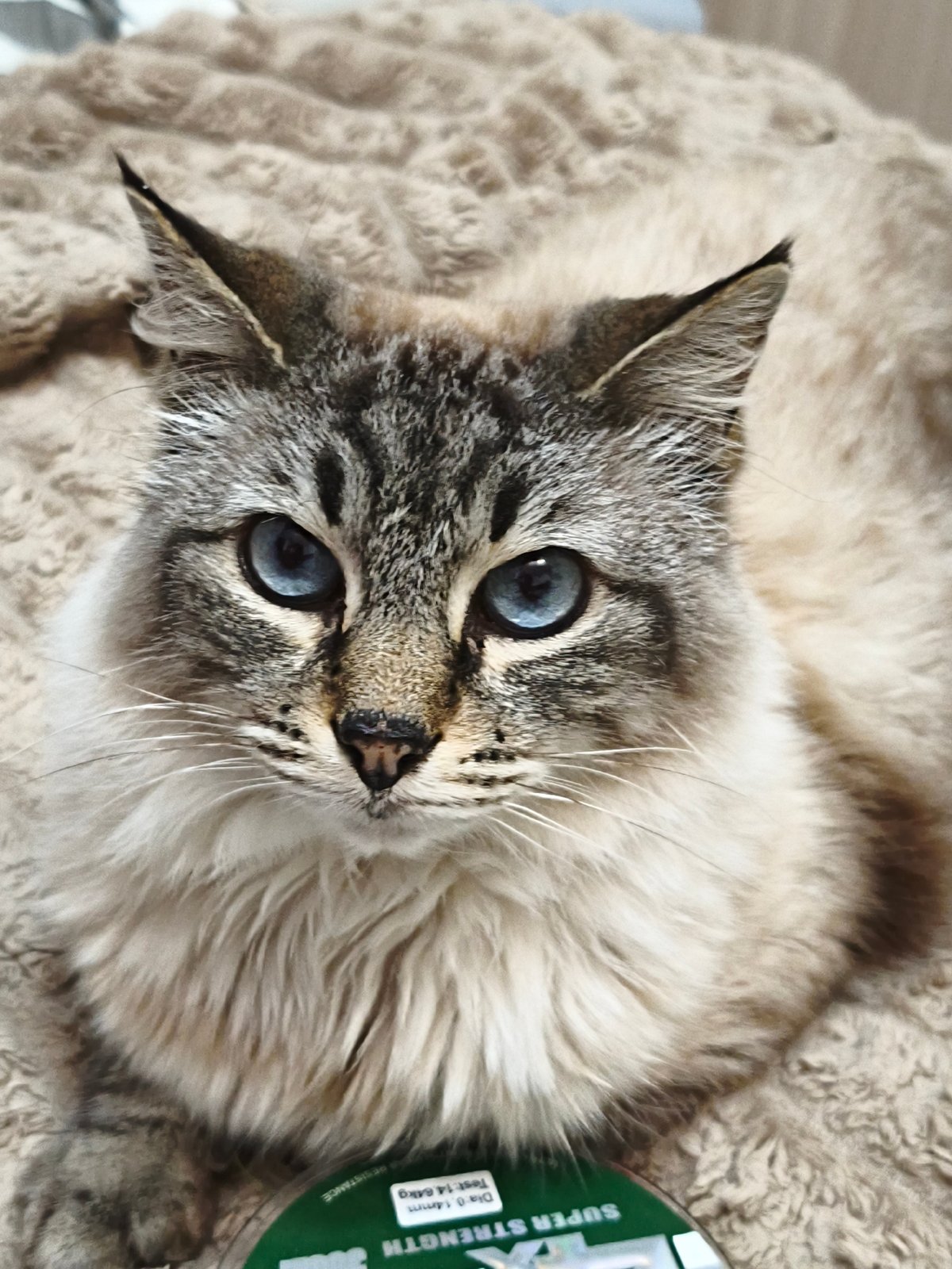 Blue-eyed Birman cat photographed with fishing gear in Sevastopol