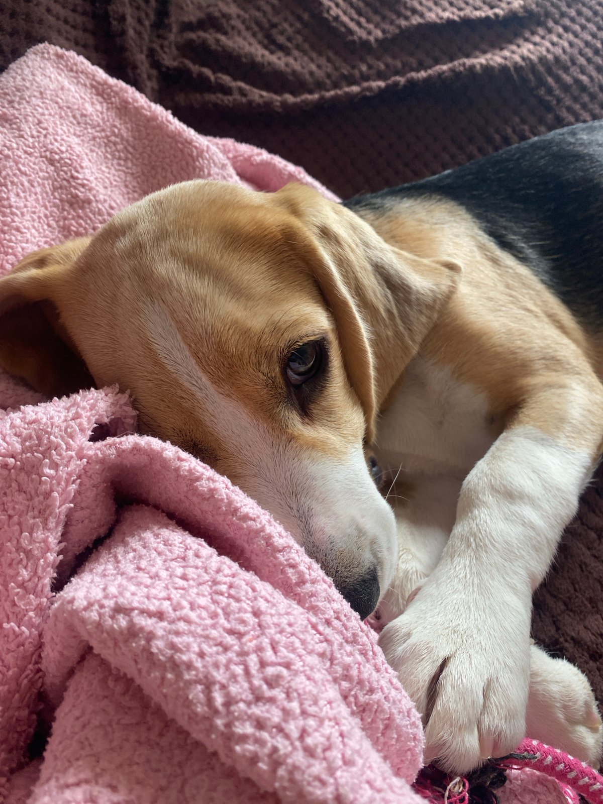 Slow morning in Perm with a sleepy beagle