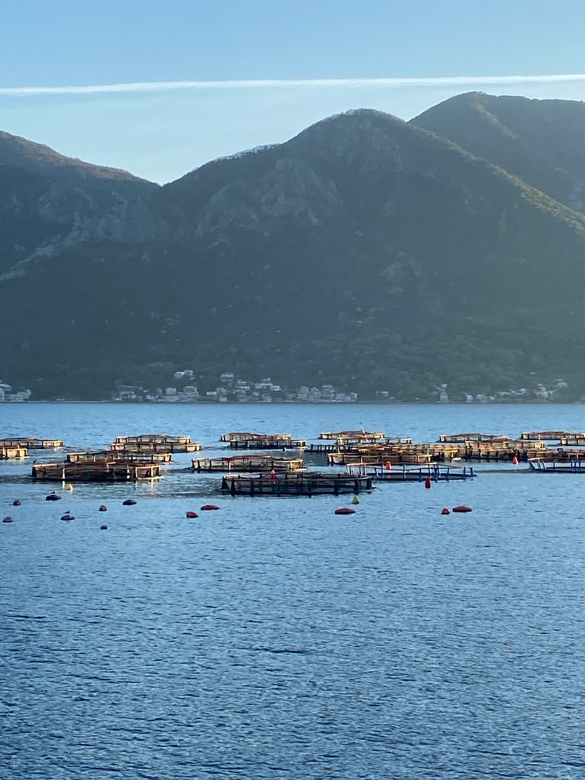 Fish farms documented in Bay of Kotor, Montenegro