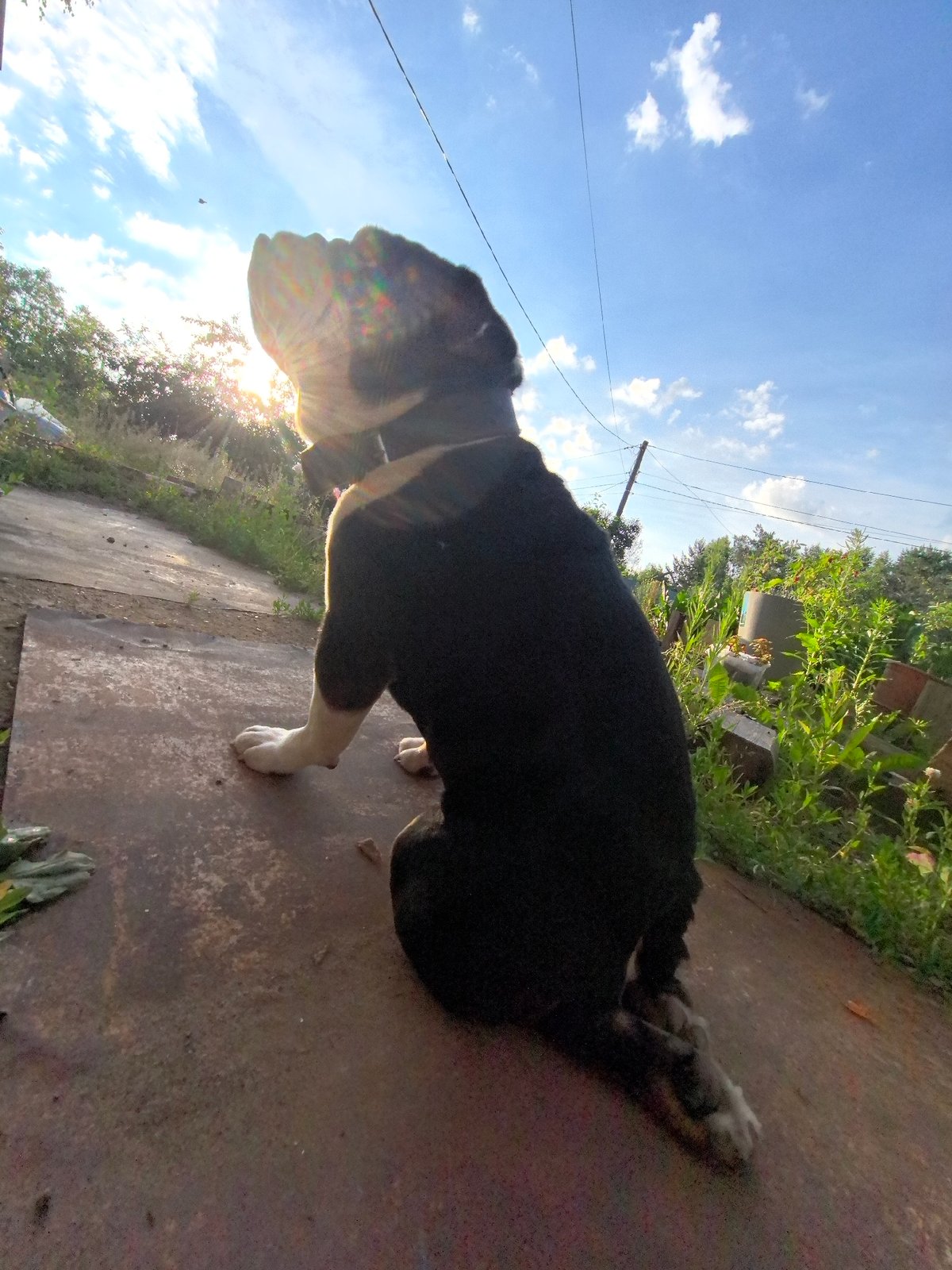Bulldogs in the sun and quiet still lifes from Noviy, Russia