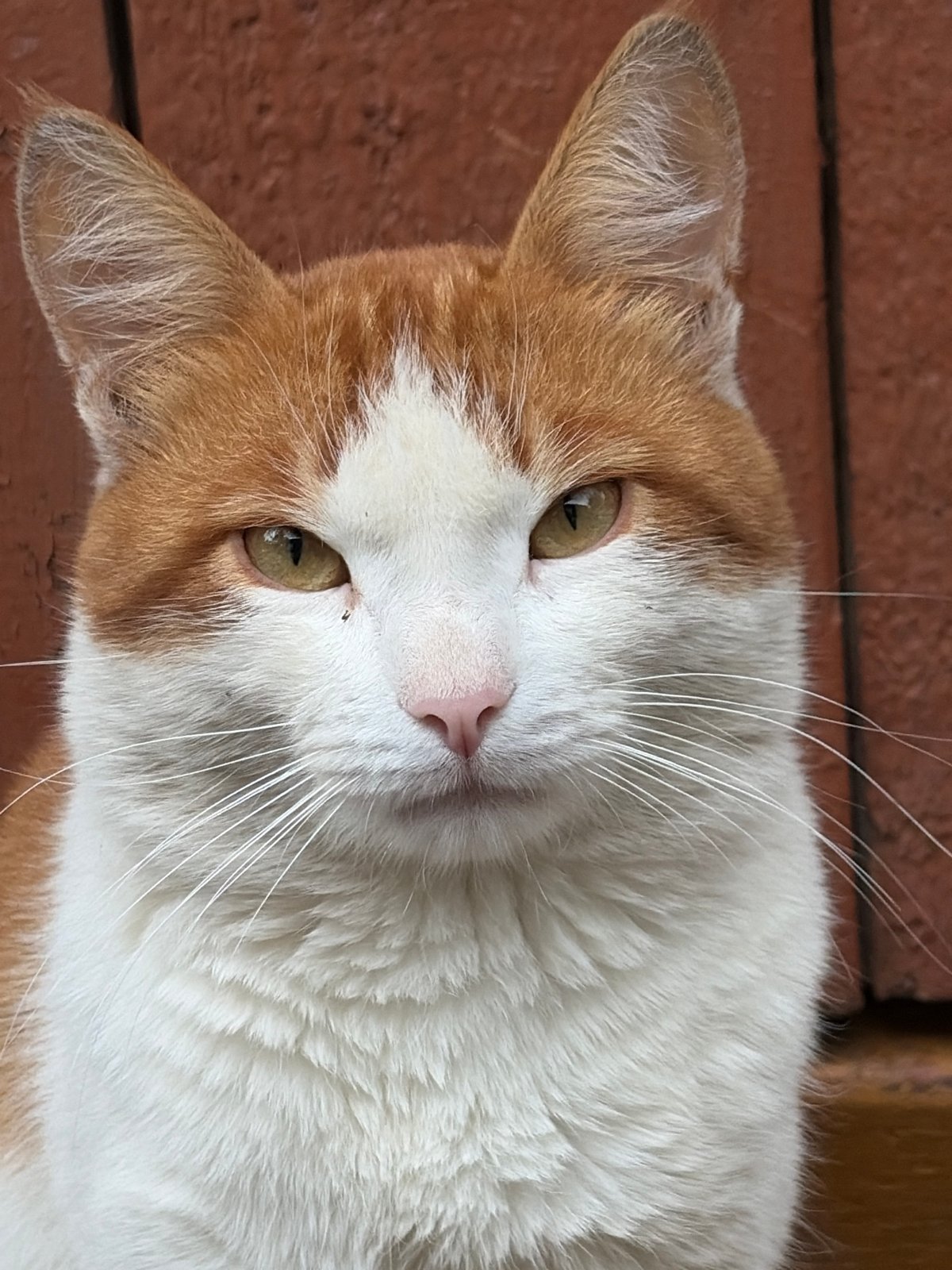 Bicolored cat photographed in portrait in Izhevsk, Russia