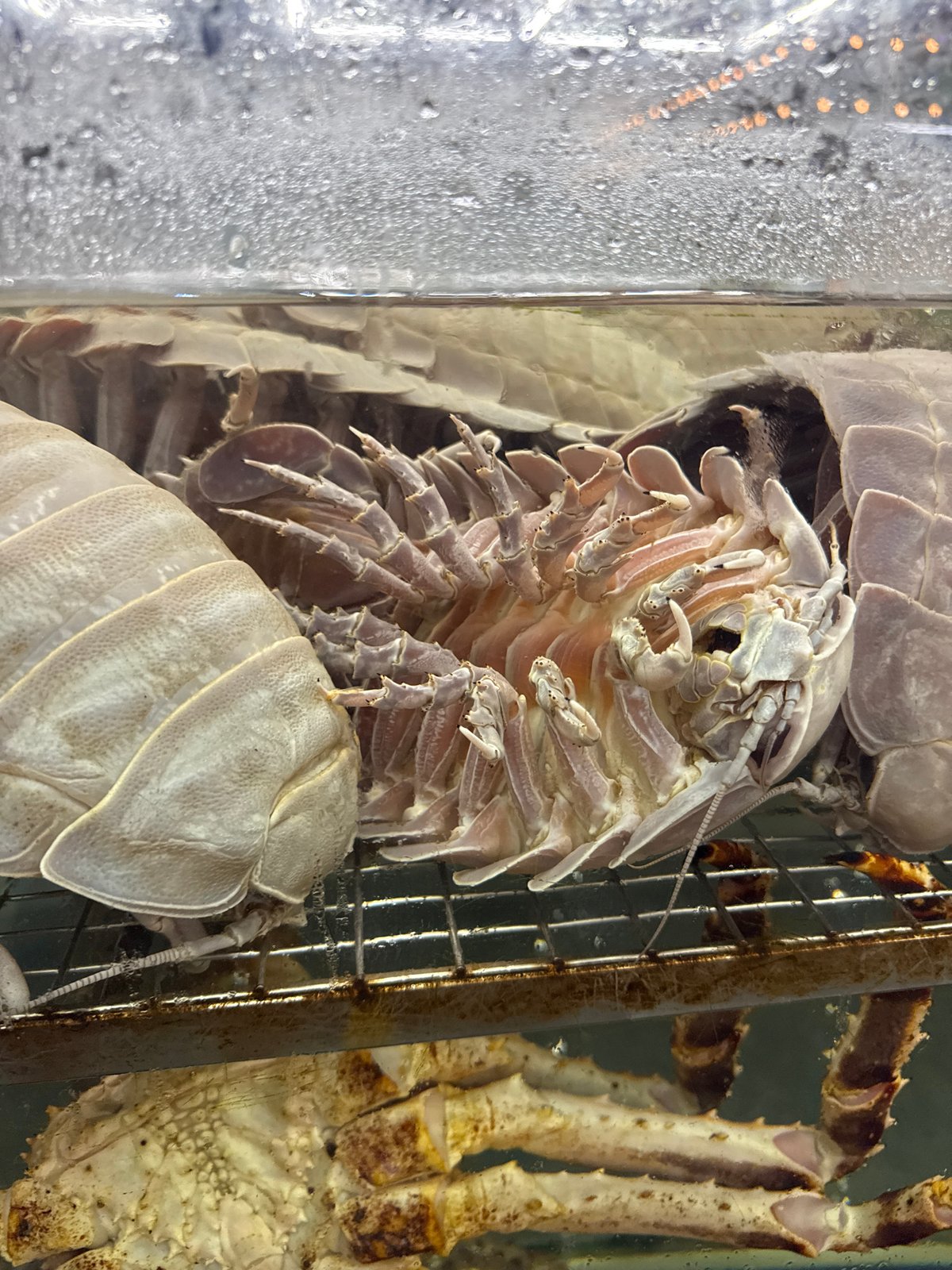 Seafood restaurant displays live marine creatures in Đà Nẵng