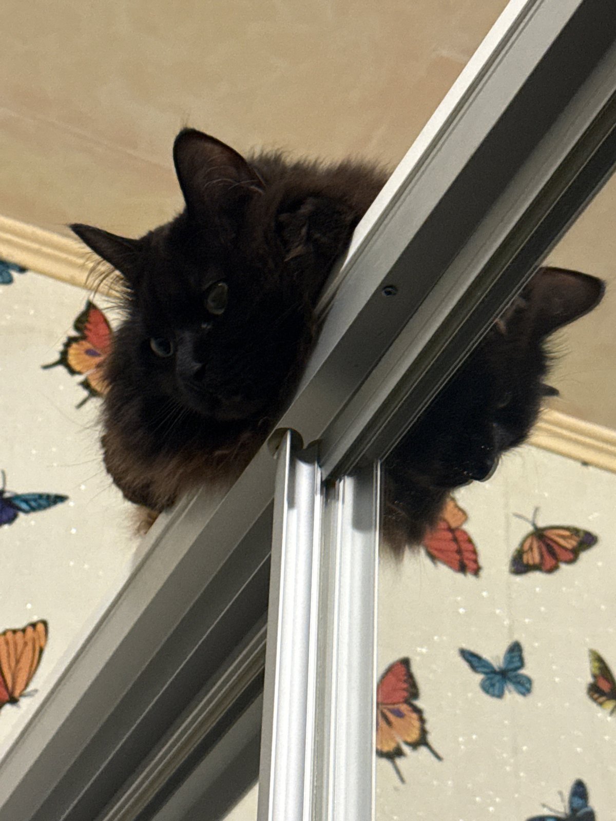Black cat reflection captured in glass door, Saint Petersburg