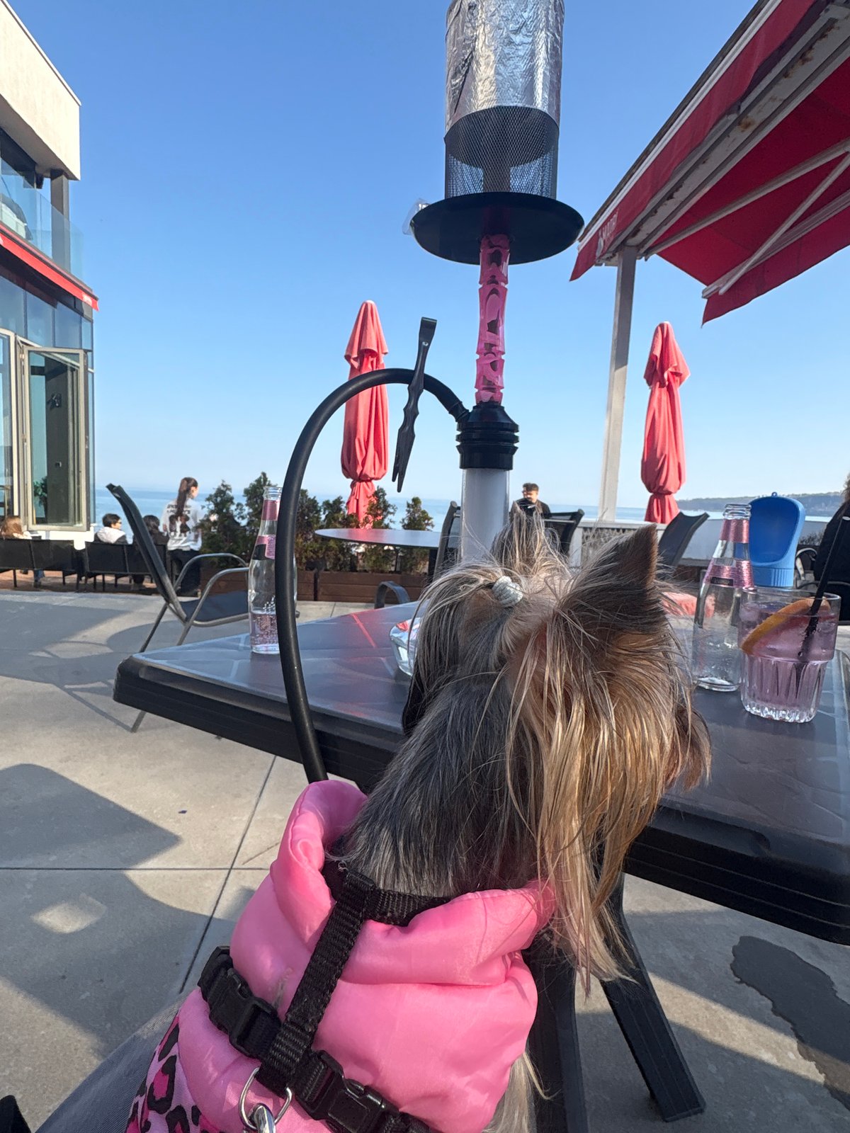 Waterfront cafe dining with pets observed in Varna