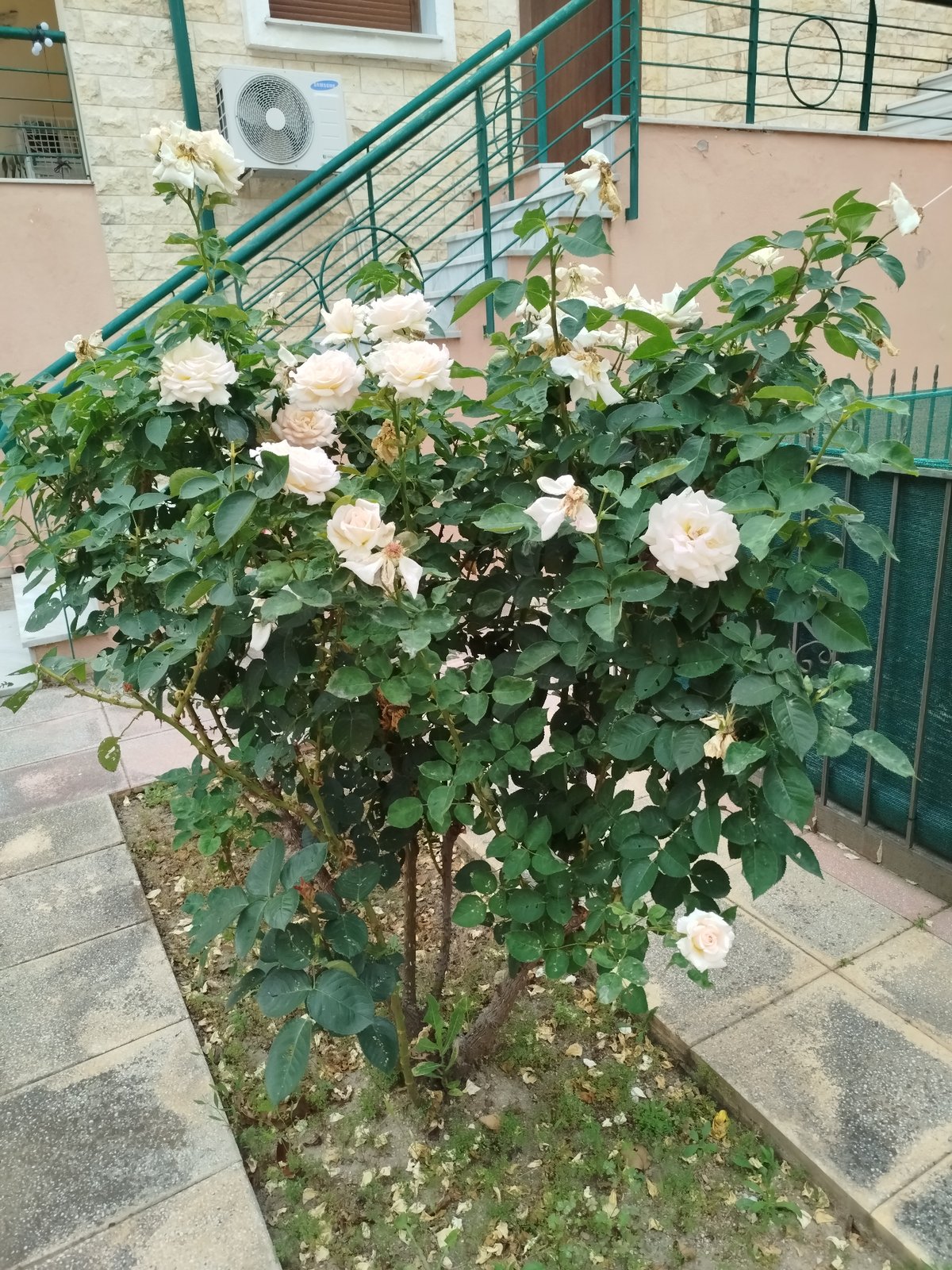Blooming roses, abandoned building documented in Sithonia, Greece