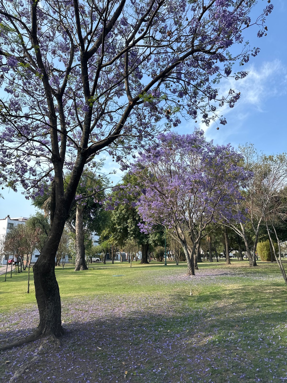 Art installations and blooming Jacarandas documented in Mexican town