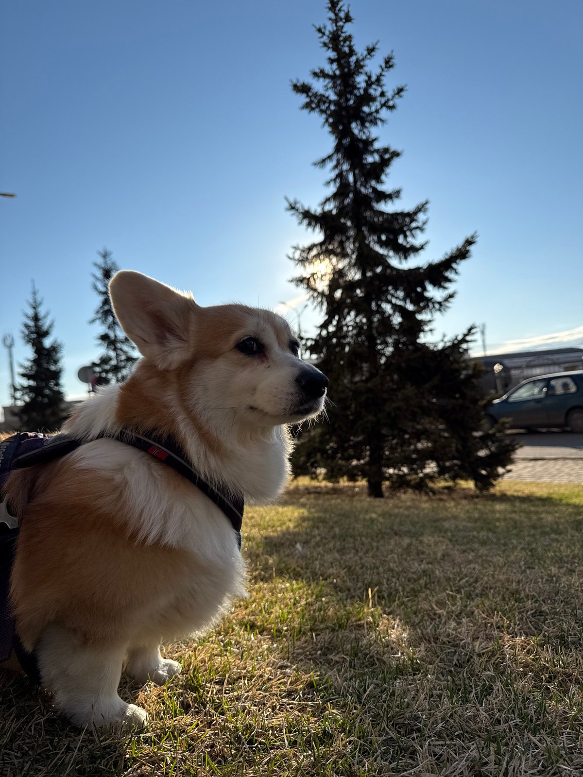 Corgi photographed during late-night park outing in Krasnoyarsk
