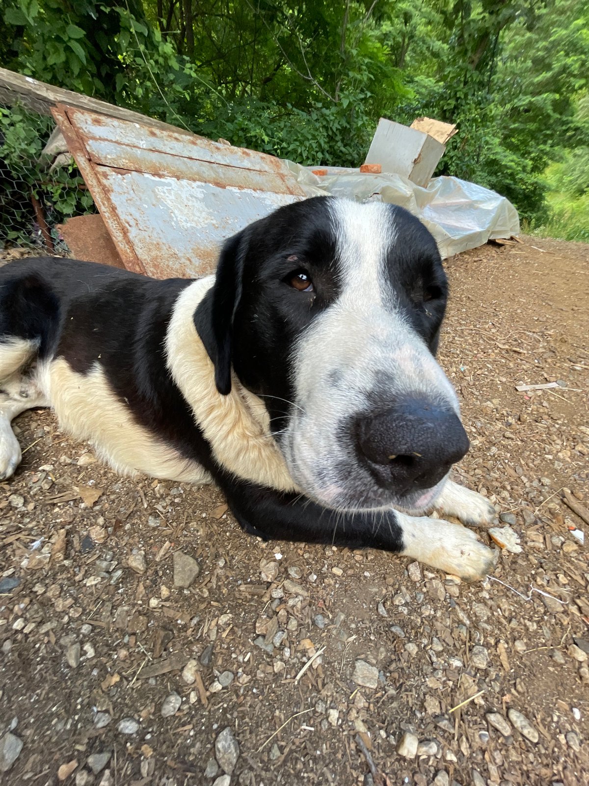 Farmyard animals and a resting dog in rural Zlatograd
