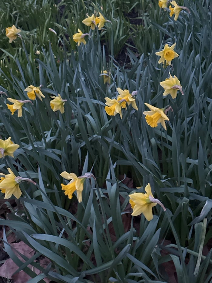 Early daffodils bloom in London park, inspire musical memories