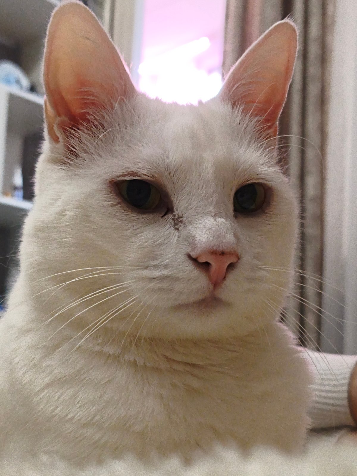 Domestic cats photographed resting indoors in Sevastopol homes