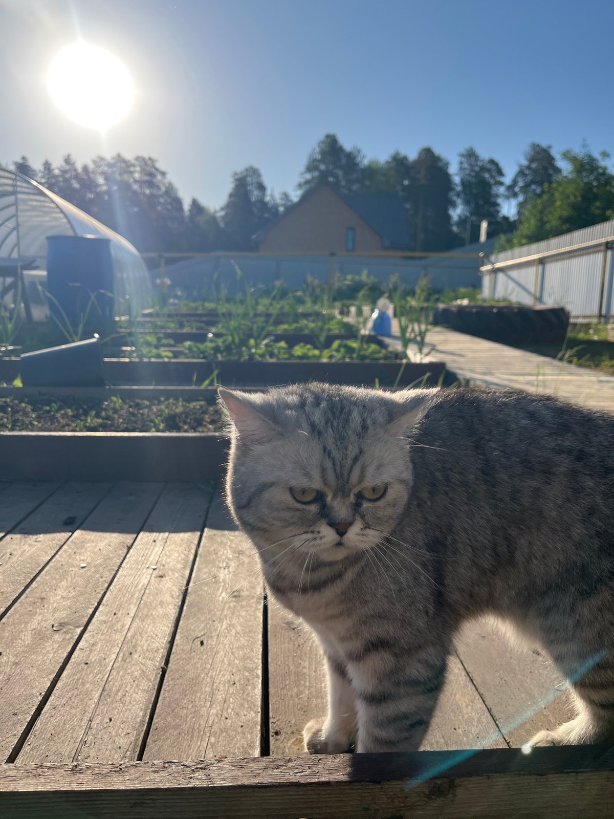 Morning moments captured in Chaikovsky home with cat companion