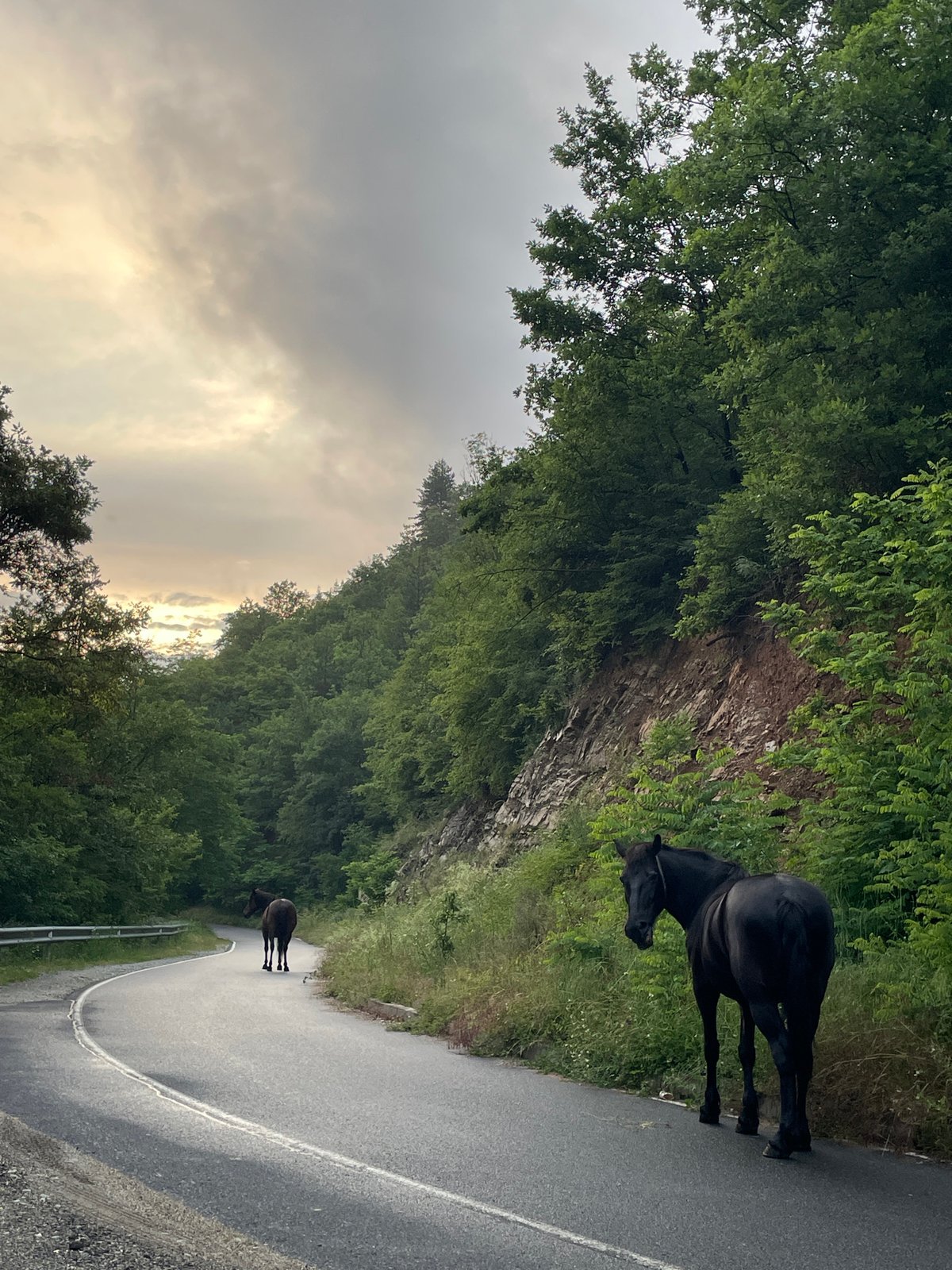 Horses block mountain road in southern Bulgaria forests