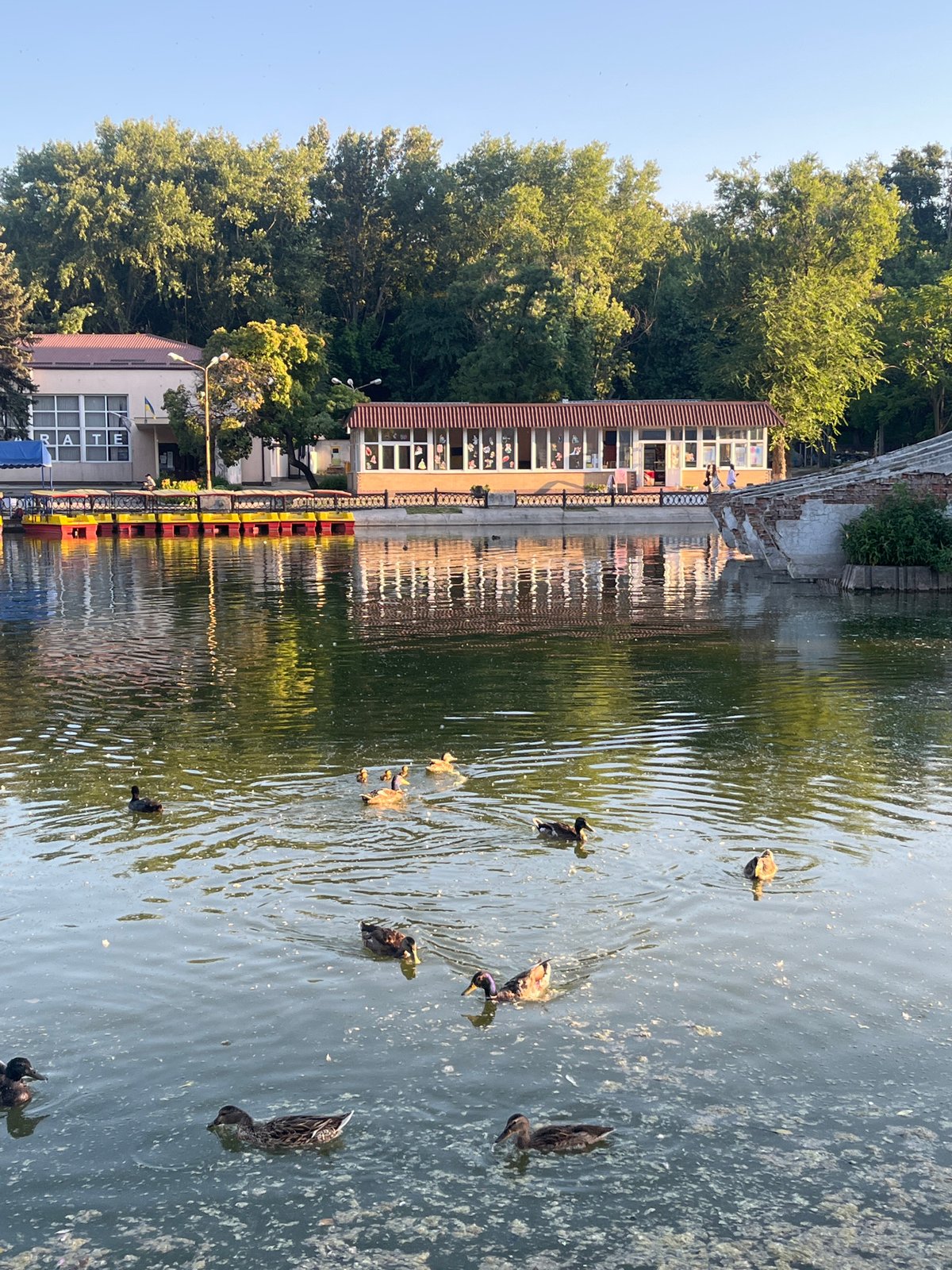 Algae-choked canal with ducks, Dnipro city
