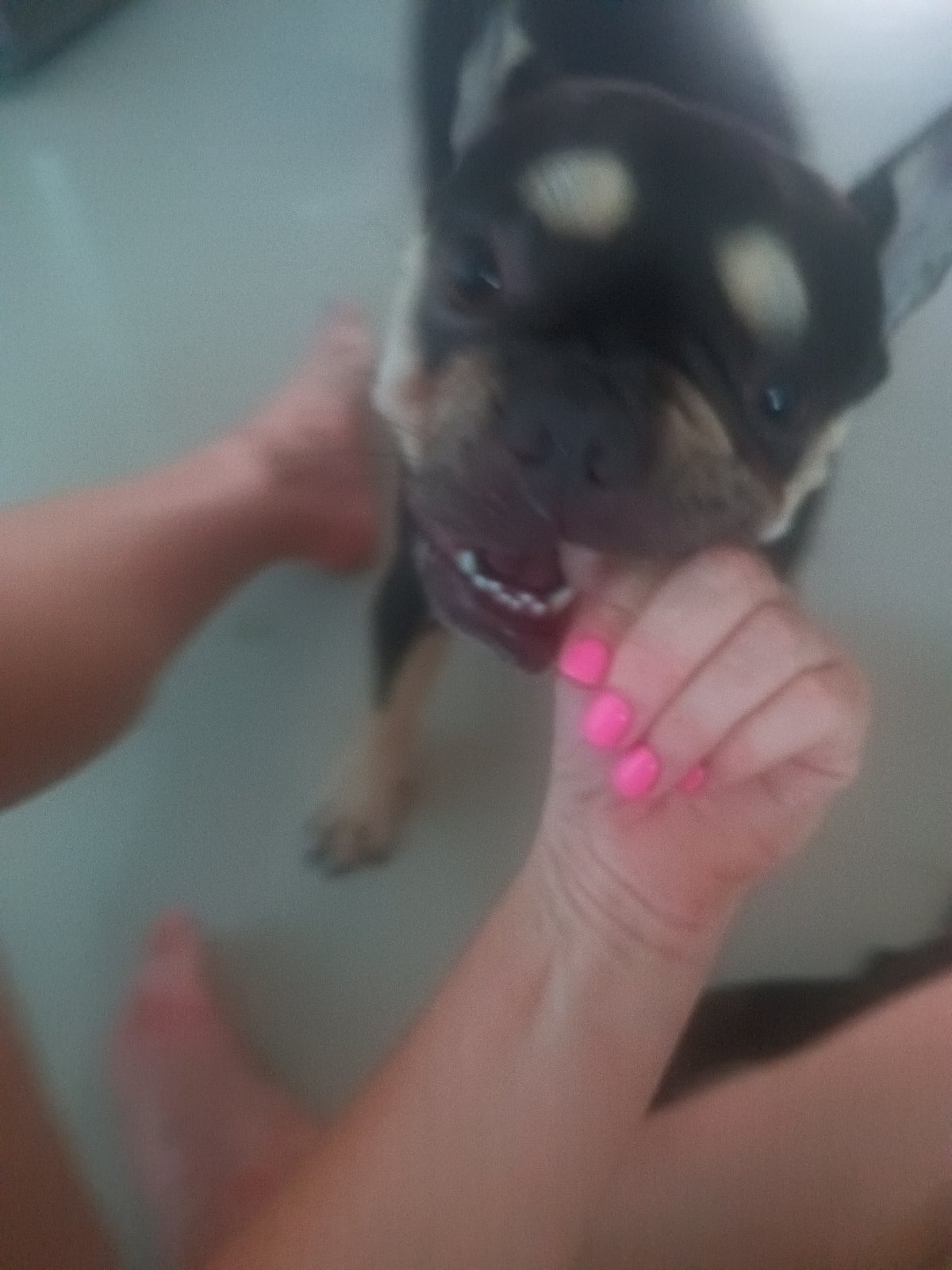 Fresh Pink Manicure Session With Dogs in Thailand