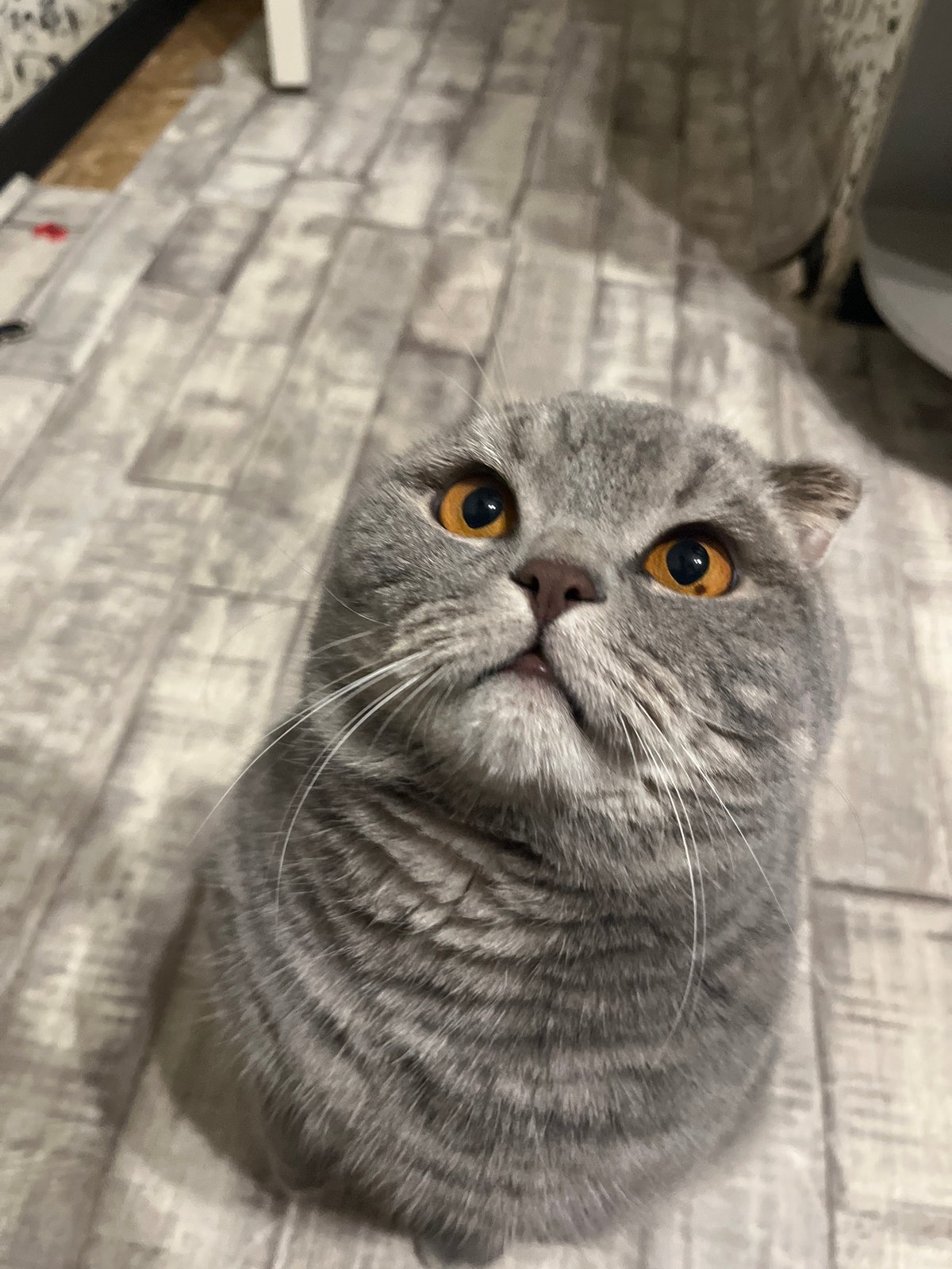 Scottish Fold cat reaches for treats at home in Chaikovsky