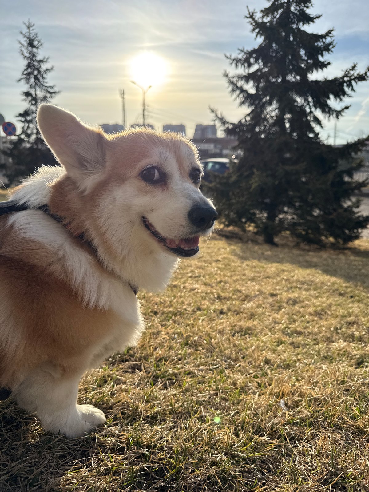 Evening dog walk captured near Krasnoyarsk medical university