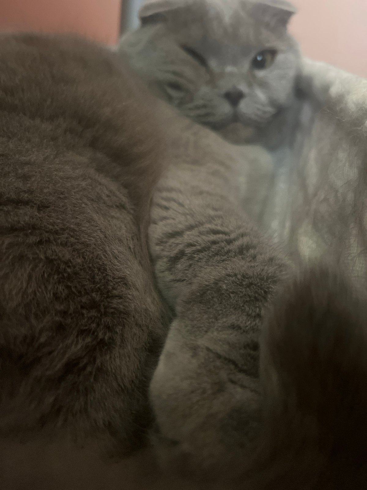 Lazy morning at home with a cat, a Coke, and leftovers