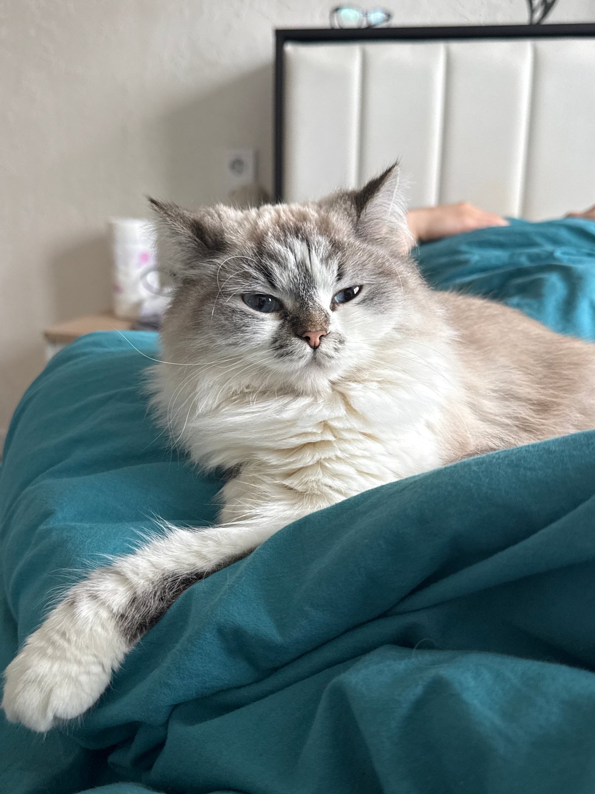Cat observed resting peacefully on lap in Rostov-on-Don