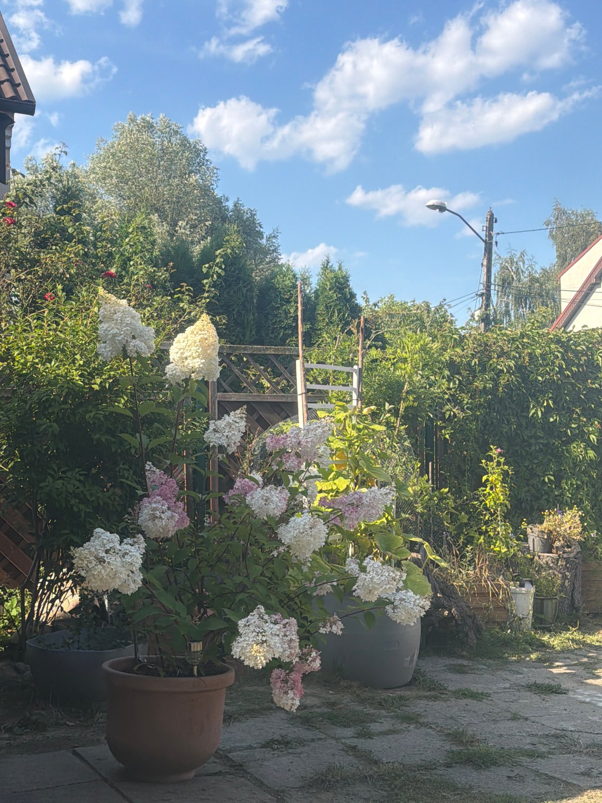 Summer backyard in Szczecin: garden plants, fruit trees, and a gazebo