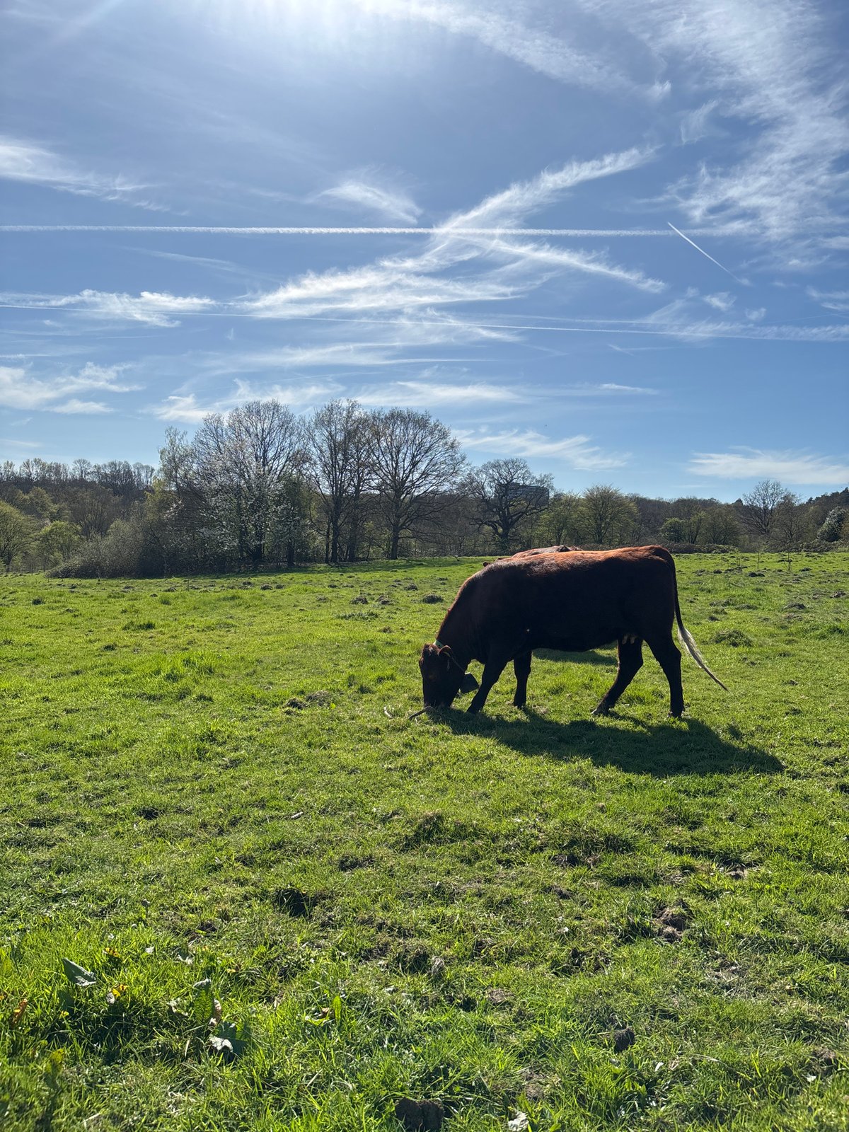 Cow grazes in London field under contrail-streaked skies