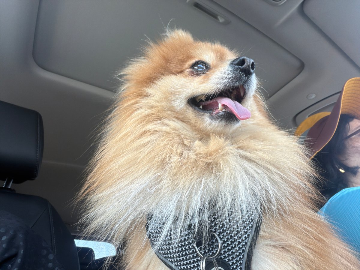 Pomeranian dog photographed in harness from upside-down perspective
