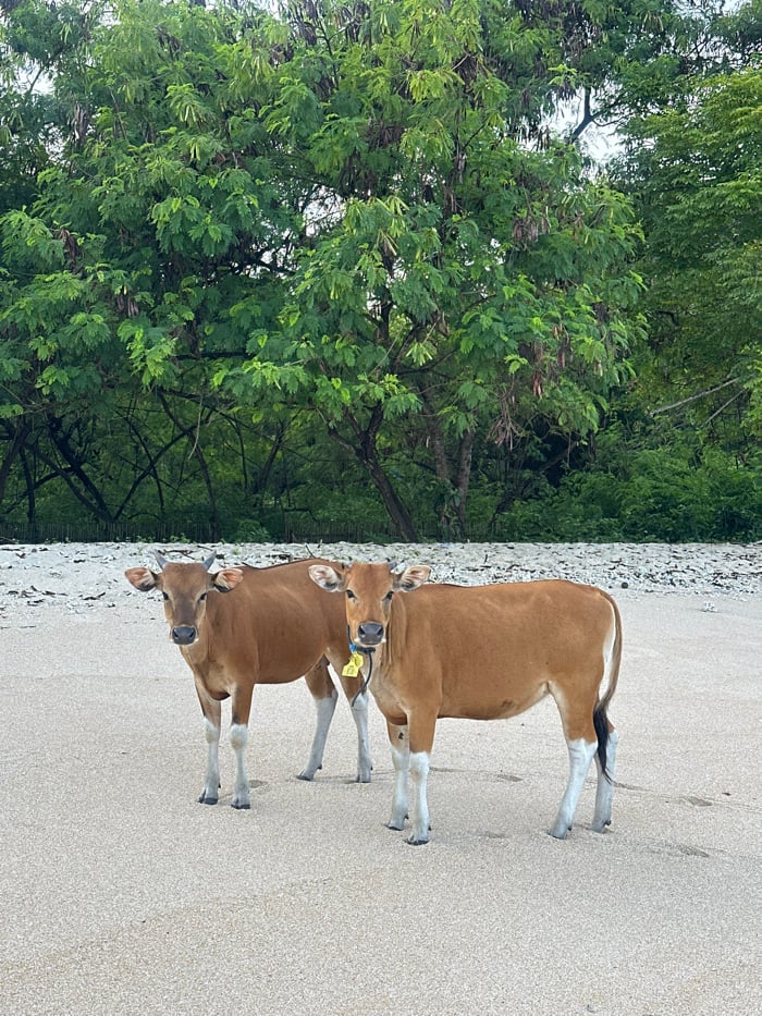 Beach scenes with cows, swimmers documented in Indonesia
