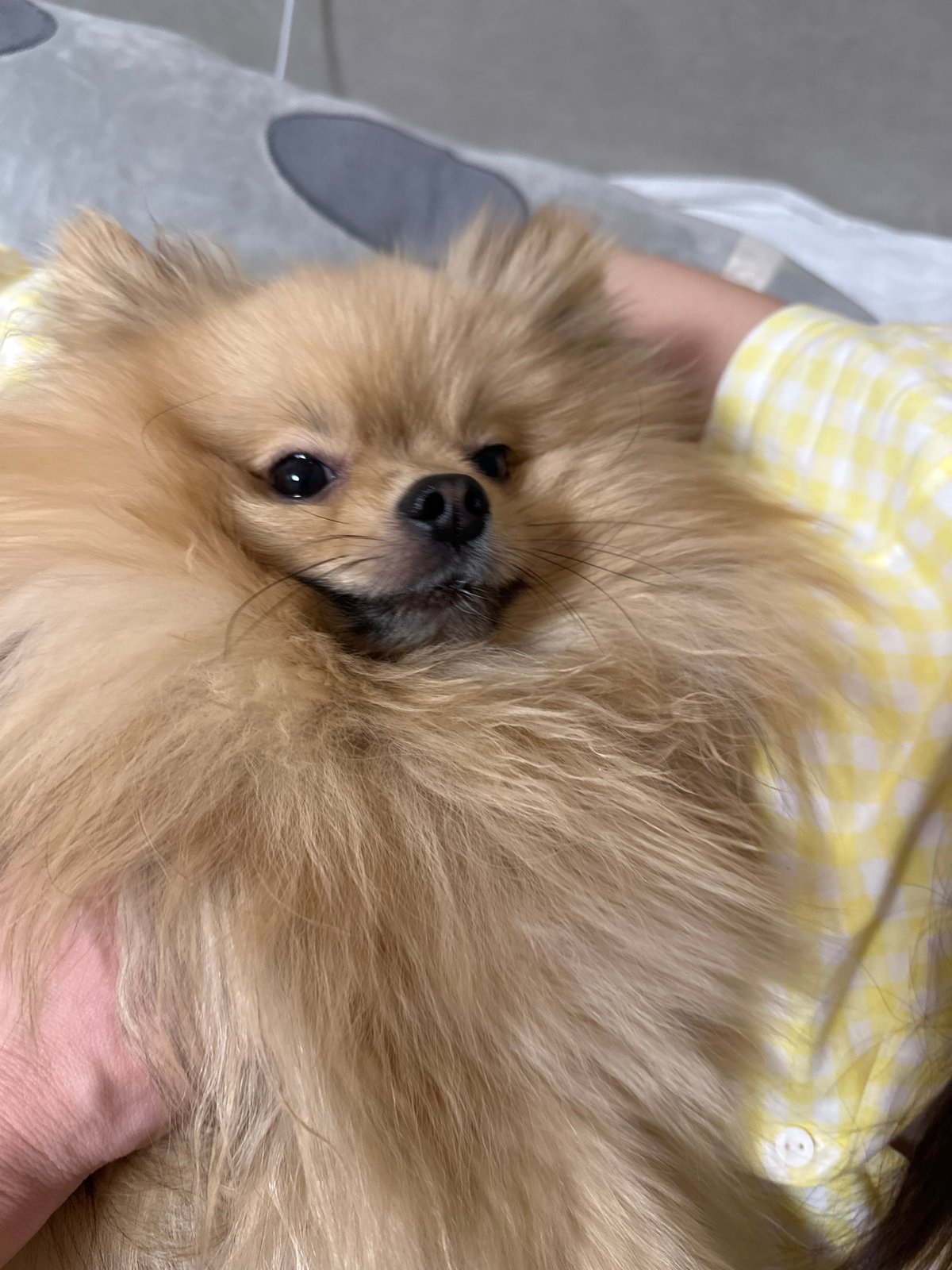 Person plays with Pomeranian dog in Votkinsk home