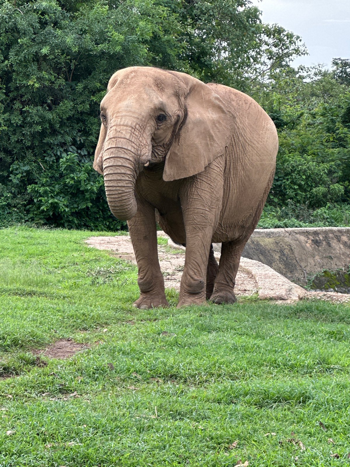 Zoo visit in Jos captures elephant encounters and wildlife