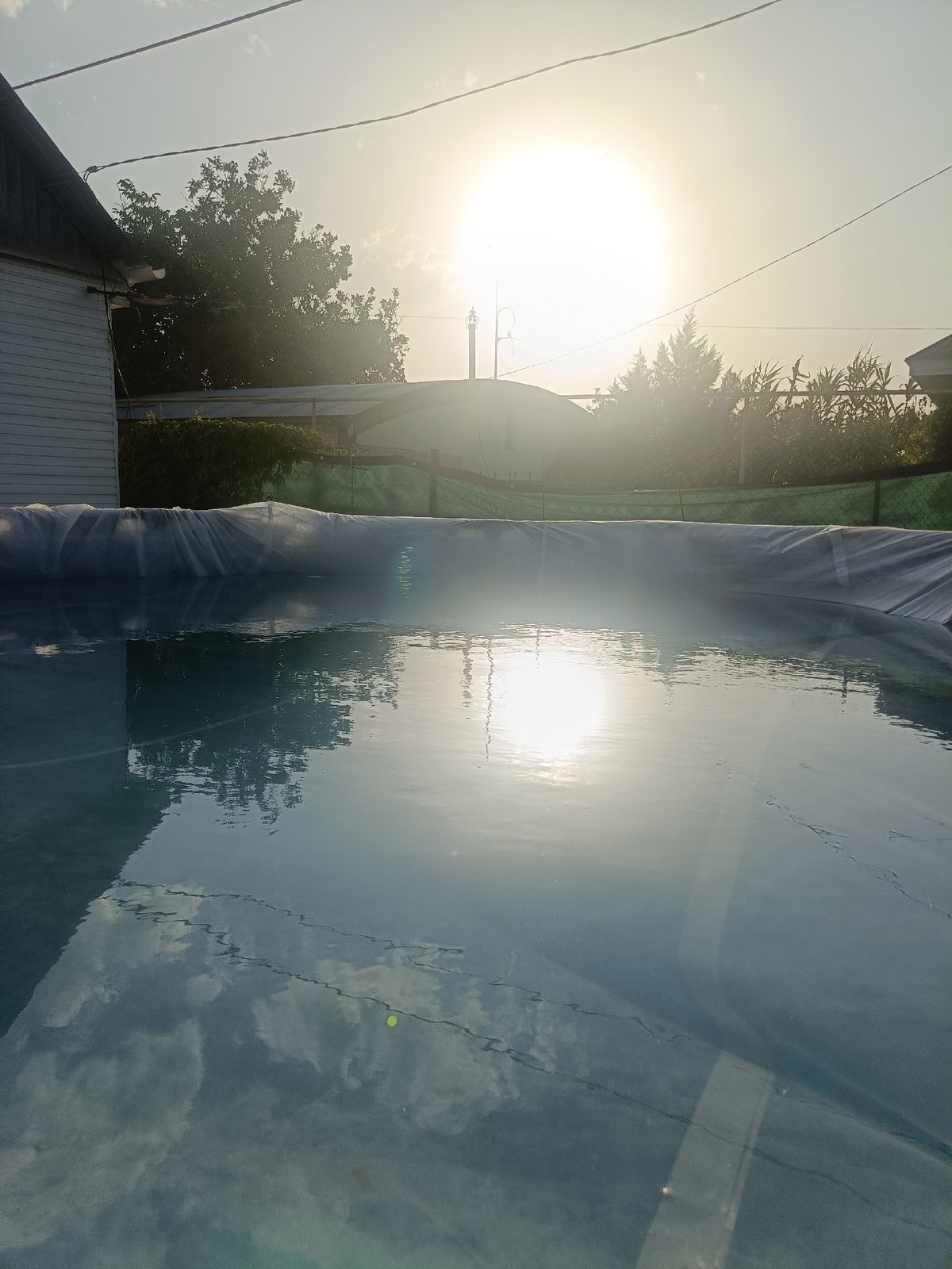 Summer garden tour: tomatoes, flowers, and a backyard pool