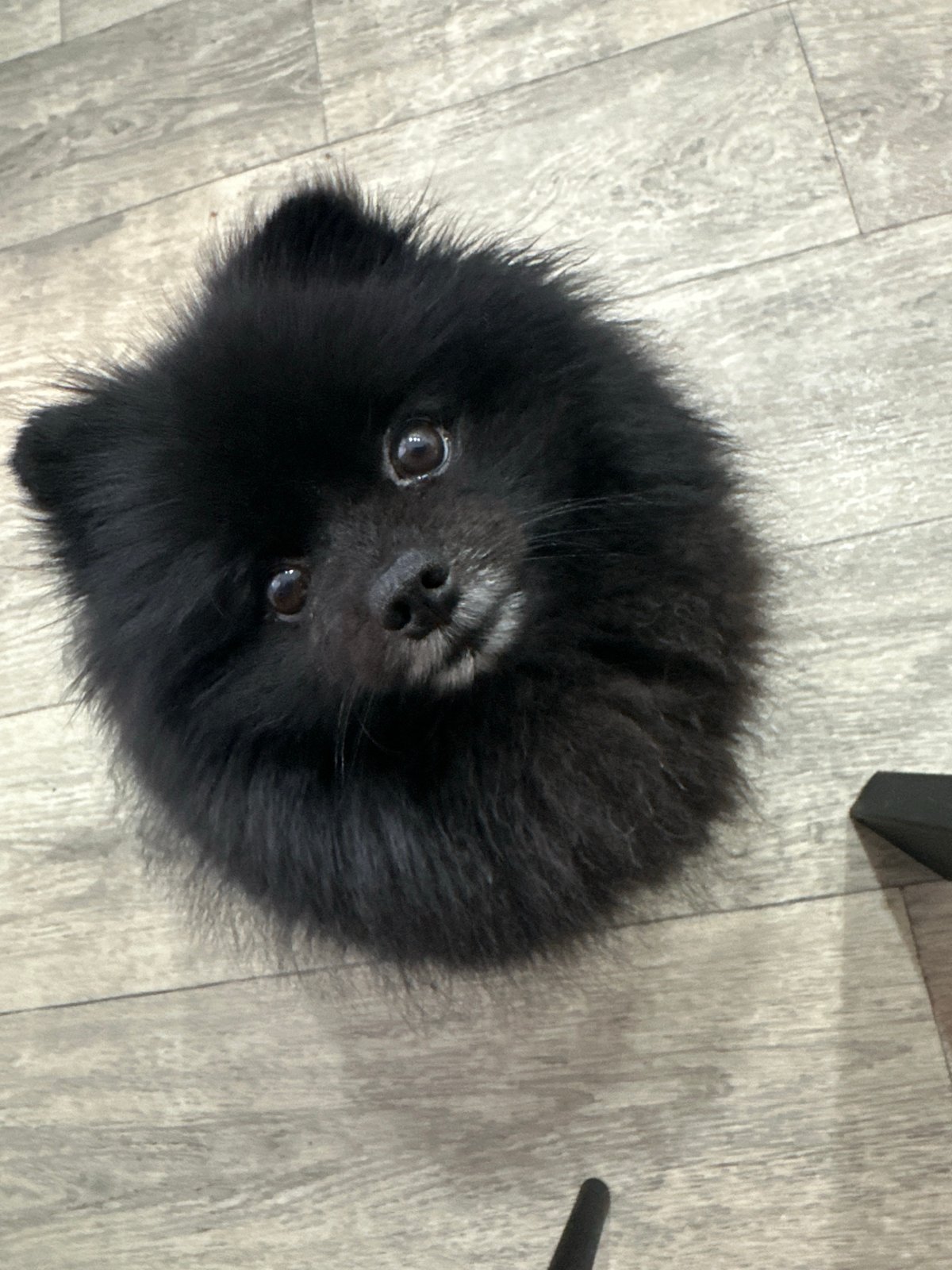 Fluffy black Pomeranian looks up at the camera at home