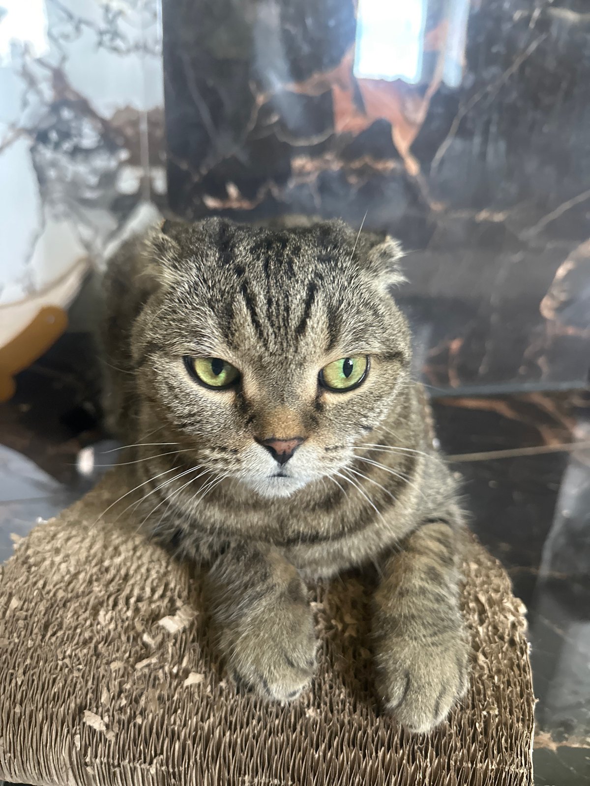 Scottish Fold cat relaxes on scratching pad, Virki