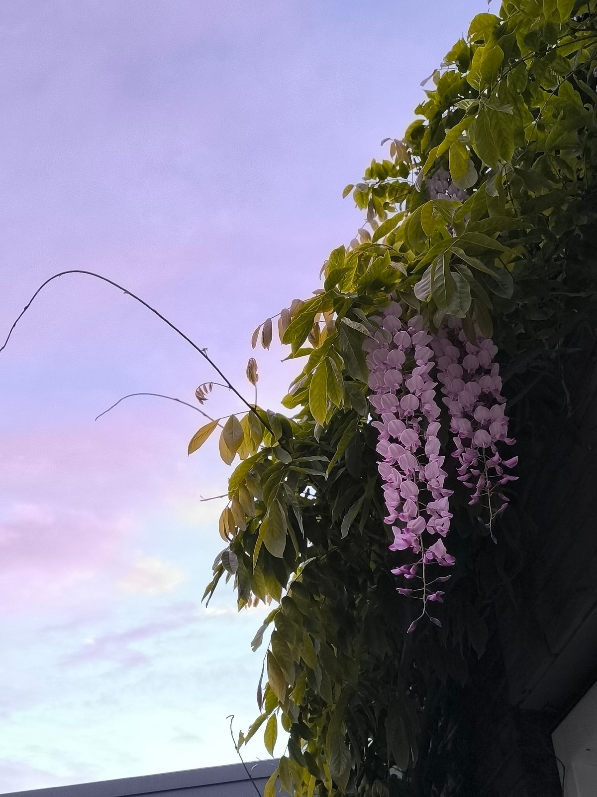 Spring purple flowers documented in evening Alkmaar gardens