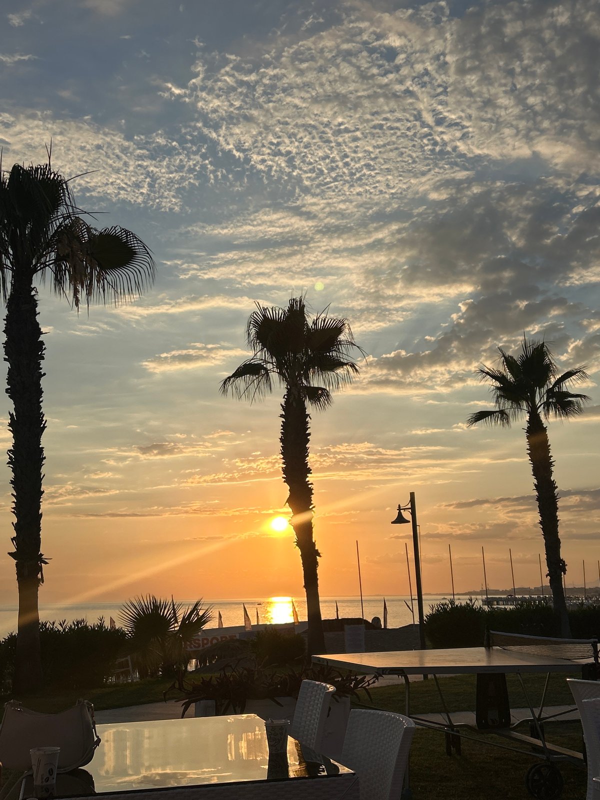 Alanya sunset framed by palm trees at a seaside spot
