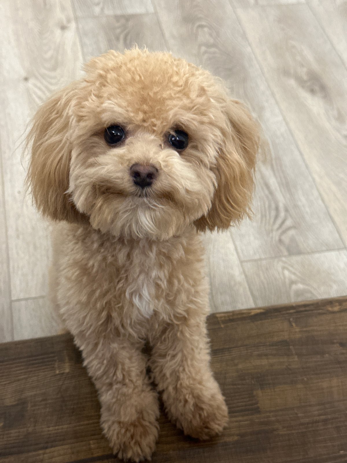 Small poodle observed resting in Russian village