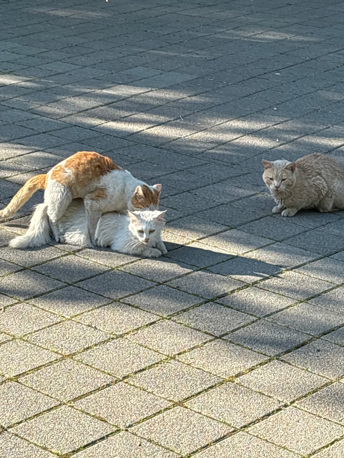 Cats mate on paved pathway in Chirpan, Bulgaria