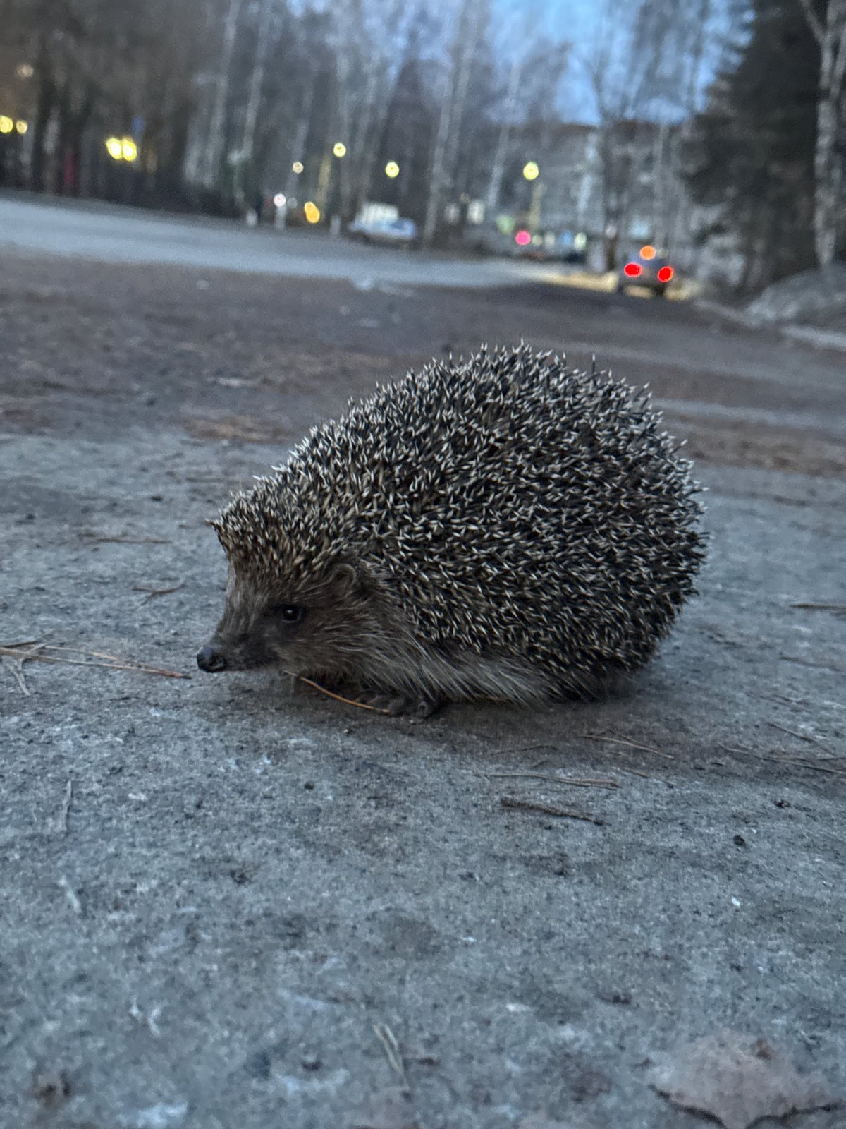 Nature walk documented in Chaikovsky Russia captures wildlife landscapes