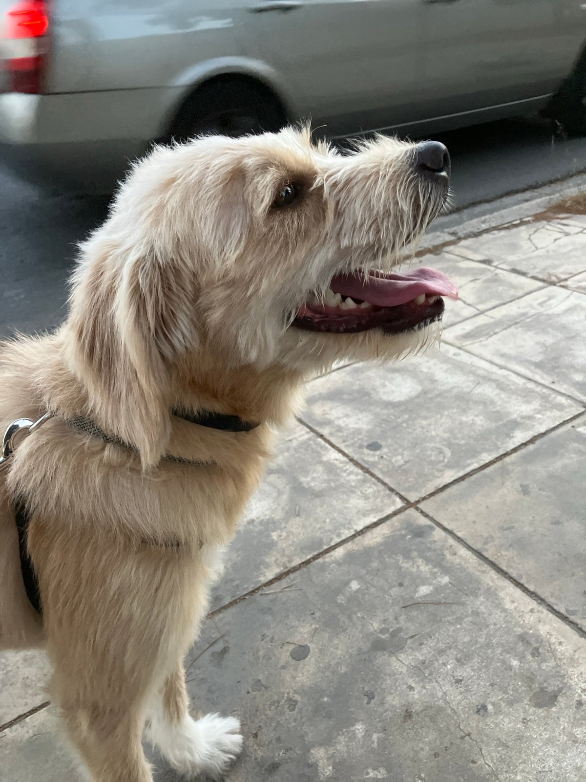 Shaggy dog pauses on a sidewalk, tongue out.