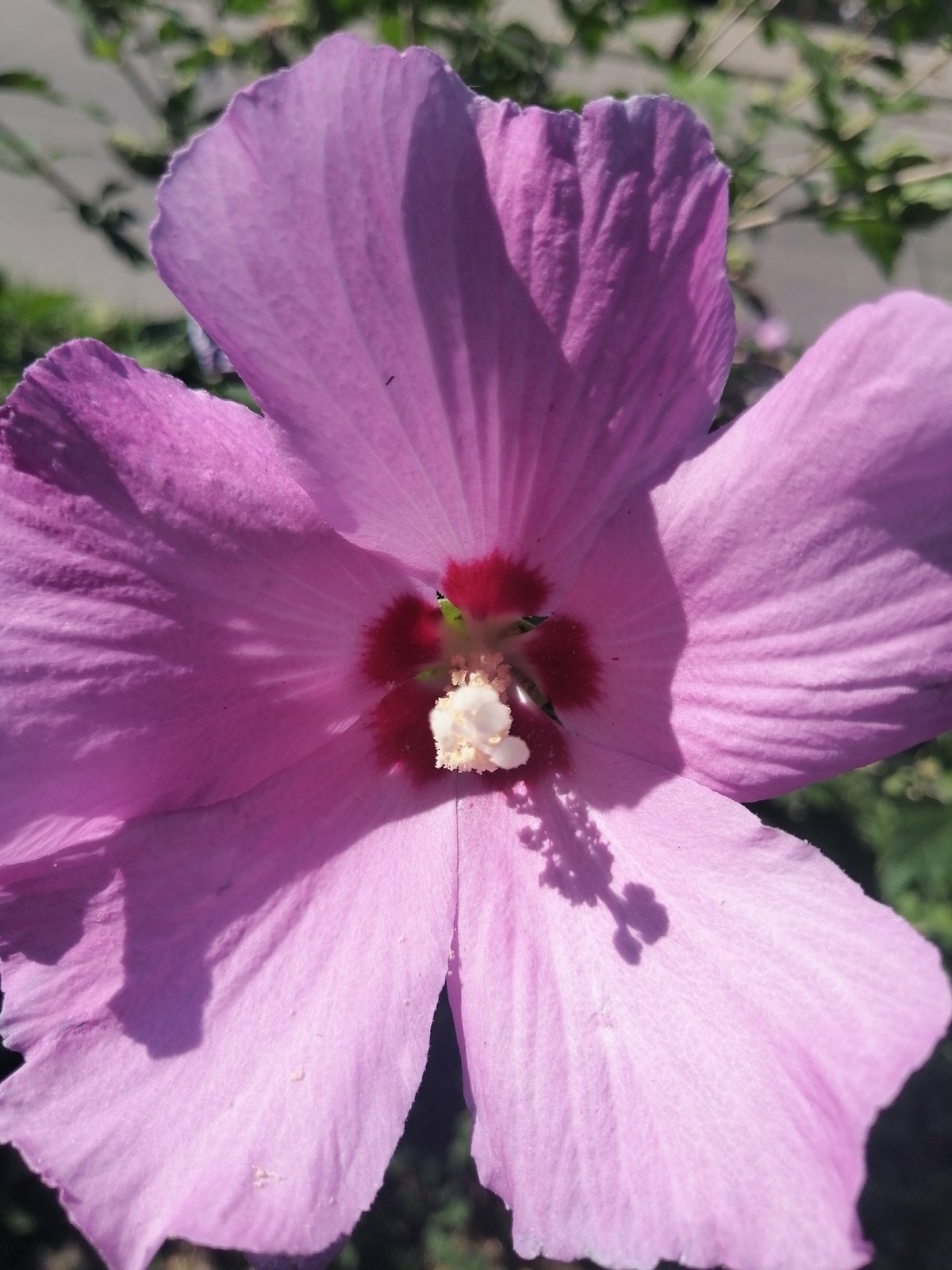 Summer blooms and a street cat in Kremenchuk