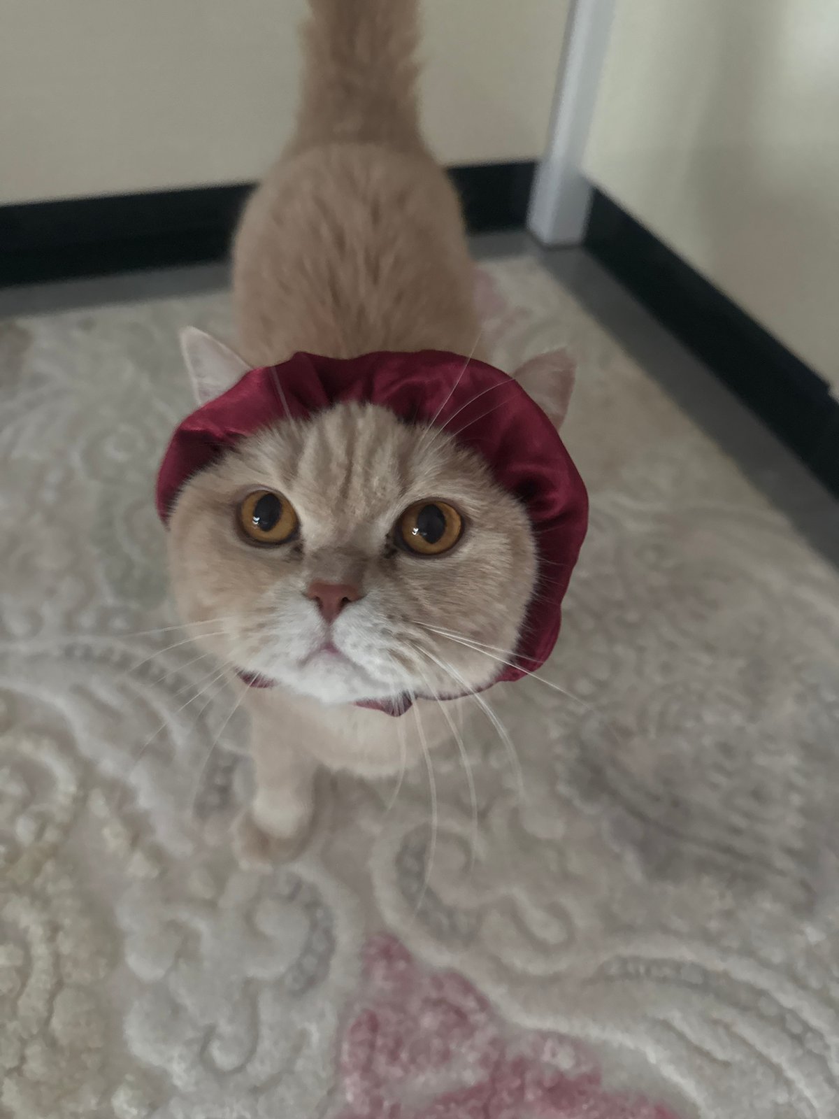 Cream-colored cat documented in various indoor activities over two hours