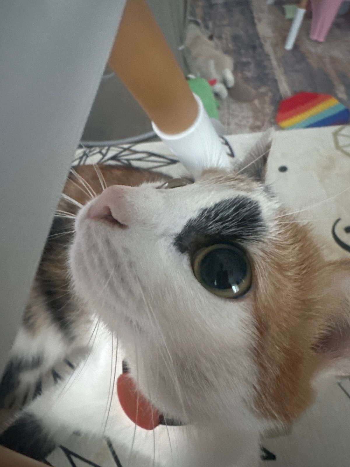 Calico Cat's Quiet Afternoon Captured in Russian Home