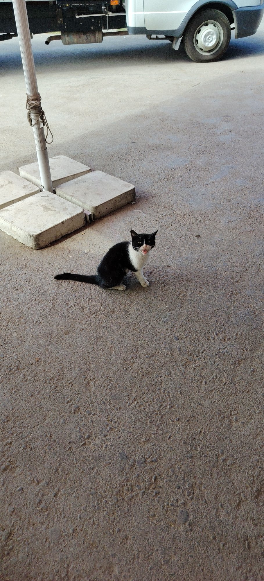 Kitten and train station glimpses from Tashkent